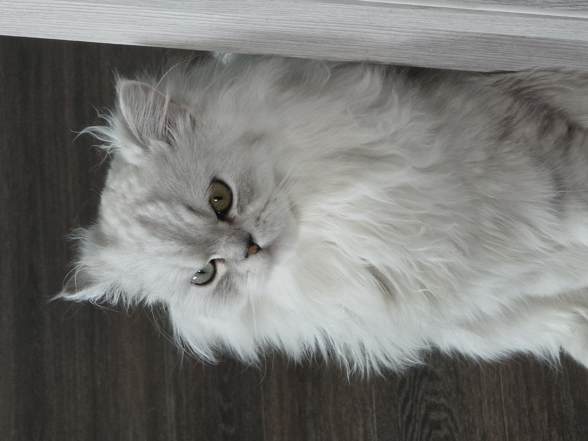 The media file shows a close-up, vertically oriented shot of a fluffy white cat lying on a dark wooden floor. The cat's head is tilted and it is looking towards the viewer with large, green eyes. The cat has long, soft fur, which is predominantly white with some gray shading around its face and ears. The top of the image features a light-colored wooden surface, possibly a shelf or piece of furniture, casting a shadow over the cat. The scene appears to be indoors, with the wooden floor suggesting a home environment. There is no visible text in the image. The lighting suggests an indoor setting, possibly during the day. The cat's expression is calm and attentive.