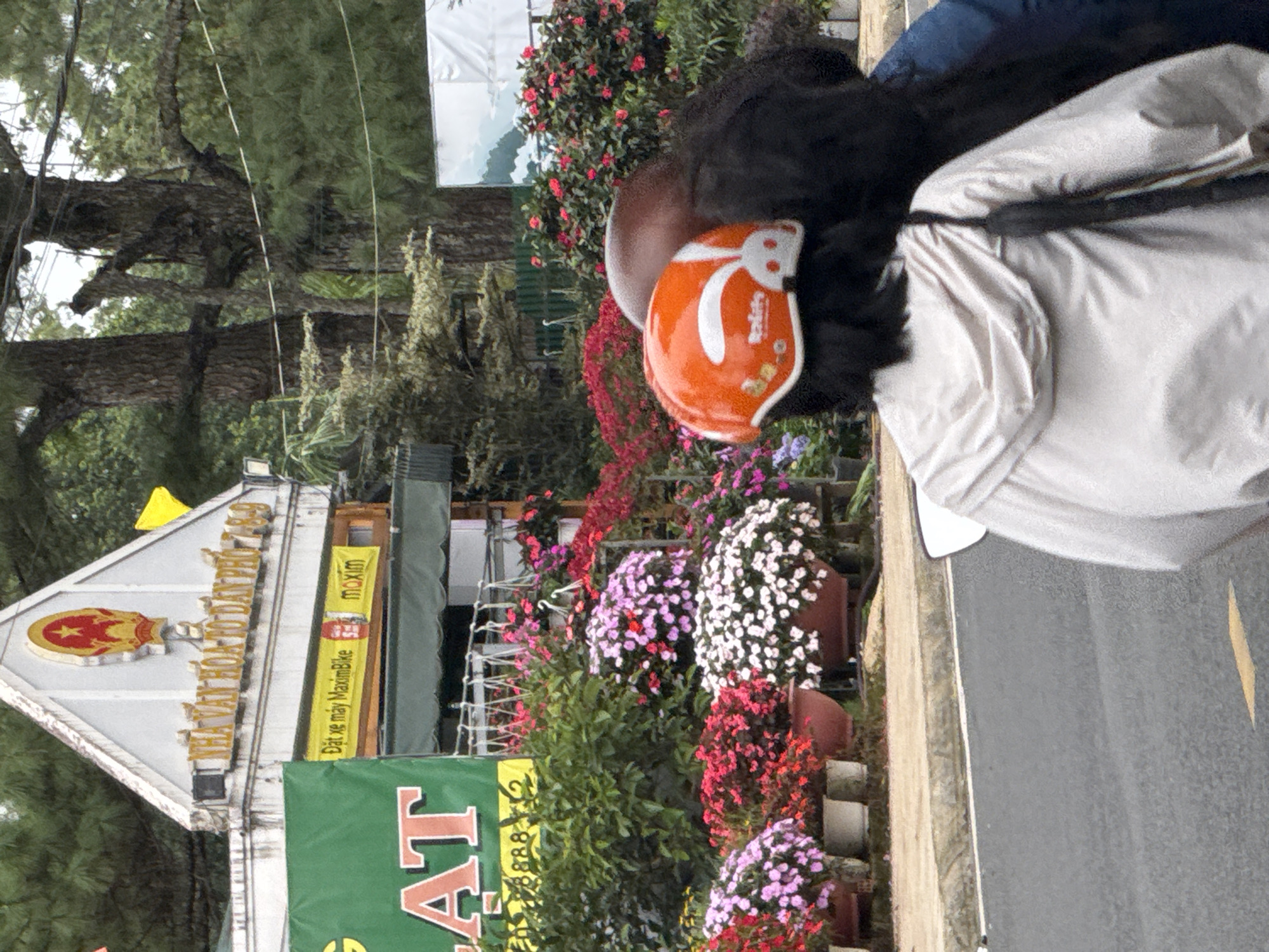 The image depicts a street scene in Da Lat, Vietnam. In the foreground, two people are riding a motorcycle, seen from behind. The person in the front is wearing a light-colored hooded jacket and a black shoulder bag. They are also wearing an orange helmet adorned with a white bunny design and the text "Realife". The person behind them has dark hair and is wearing a dark shirt. The motorcycle is on an asphalt road with a yellow line marking.
Behind the motorcycle, a building with a white facade and a triangular roof is visible. Above the entrance, there is a sign in Vietnamese characters and a red and gold emblem featuring a star. To the left of the building, a green banner with large red letters spelling "AT" is displayed. Below the main sign, a yellow banner reads "Dat xe may MaximBike maxim". The building is surrounded by lush greenery and an abundance of flowering plants in various colors, including pink, red, and white. Potted plants are arranged along the sidewalk. In the background, tall trees with dark bark are present, and further back, a white billboard with a mountain landscape is visible. The sky is overcast.