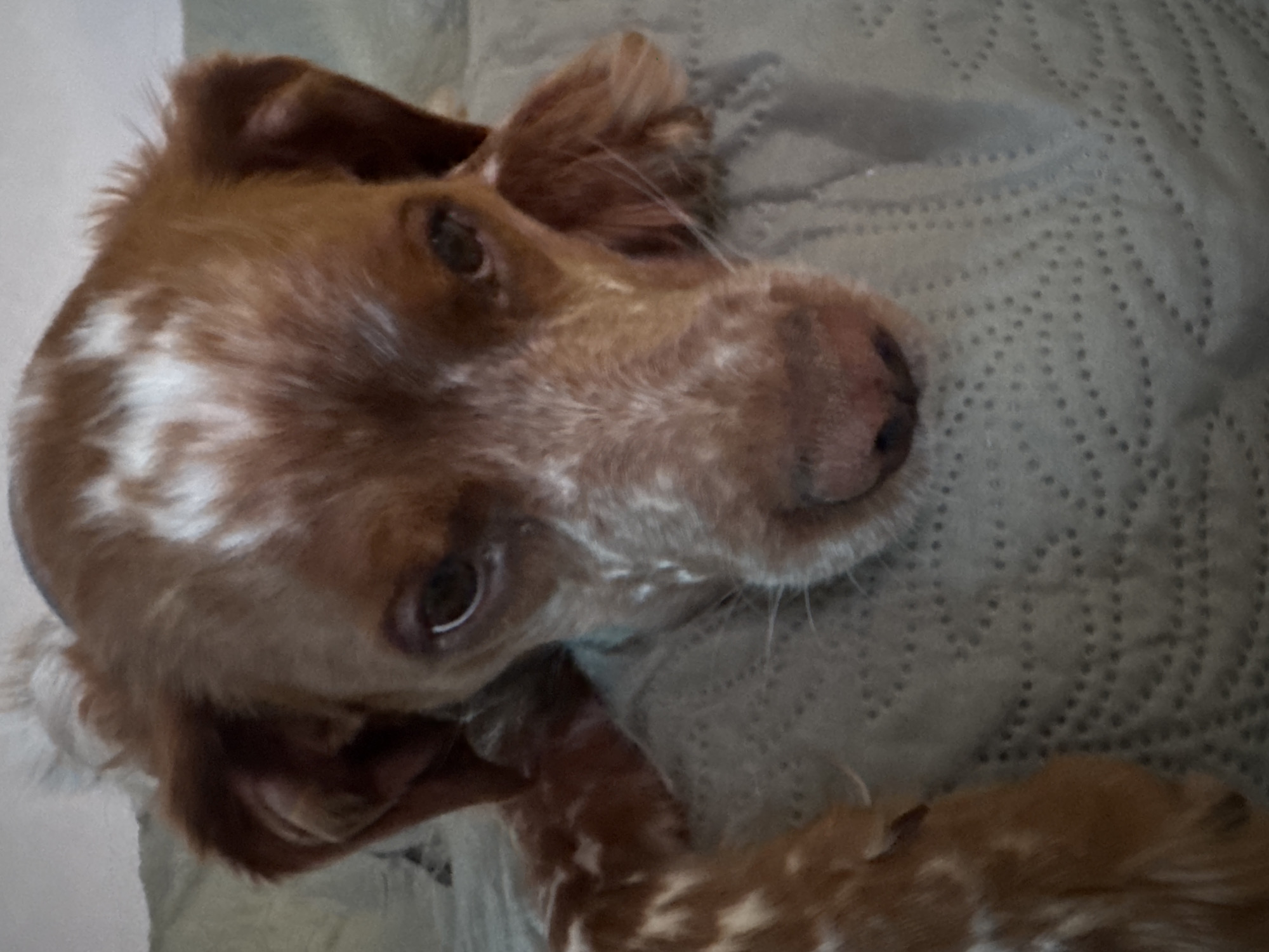 A close-up shot features a brown and white dog, possibly a Brittany Spaniel, lying on a textured grey surface, possibly a blanket or bedspread. The dog's head is angled towards the camera, and its eyes are open. The dog's coat is a mix of brown and white patches, with the white primarily concentrated on the head. The dog's nose is dark and appears slightly wet. The ears are floppy and brown. The background is a textured grey material. The location is not discernible from the image.