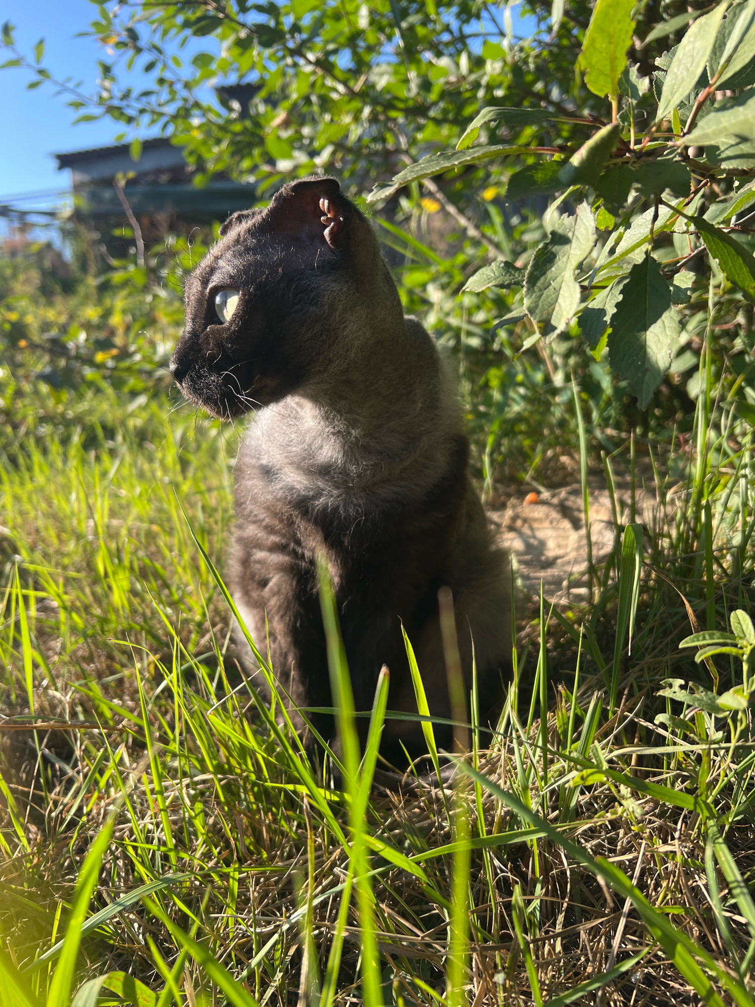 A dark-furred cat with light-colored eyes is sitting in tall green grass. The cat is facing left, looking away from the camera. Behind the cat, there are green leaves and branches, with a blue sky visible above. In the background, there appears to be a building with a roof. The lighting suggests it is daytime, with the sun casting shadows. The scene is likely an outdoor, natural setting. The image does not provide any specific location details that would identify it as being in the city of Ishimbay, Russia.