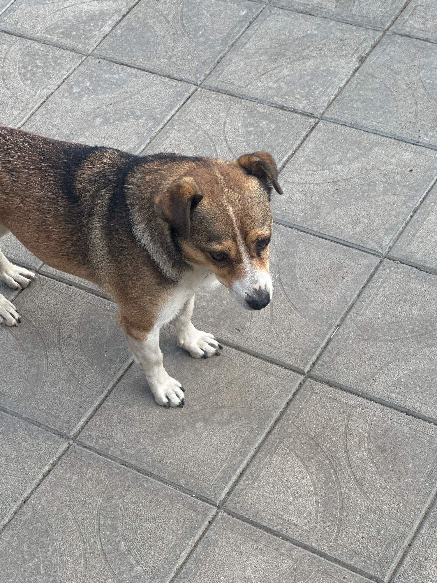 A medium-sized dog with brown and black fur stands on a paved walkway. The dog is facing to the right and looking down. The walkway is made of square concrete tiles, some of which have a decorative pattern of concentric arcs. The scene appears to be outdoors, possibly in a park or on a street in the city of Makiv, Ukraine, based on the provided context. The lighting suggests it is daytime.