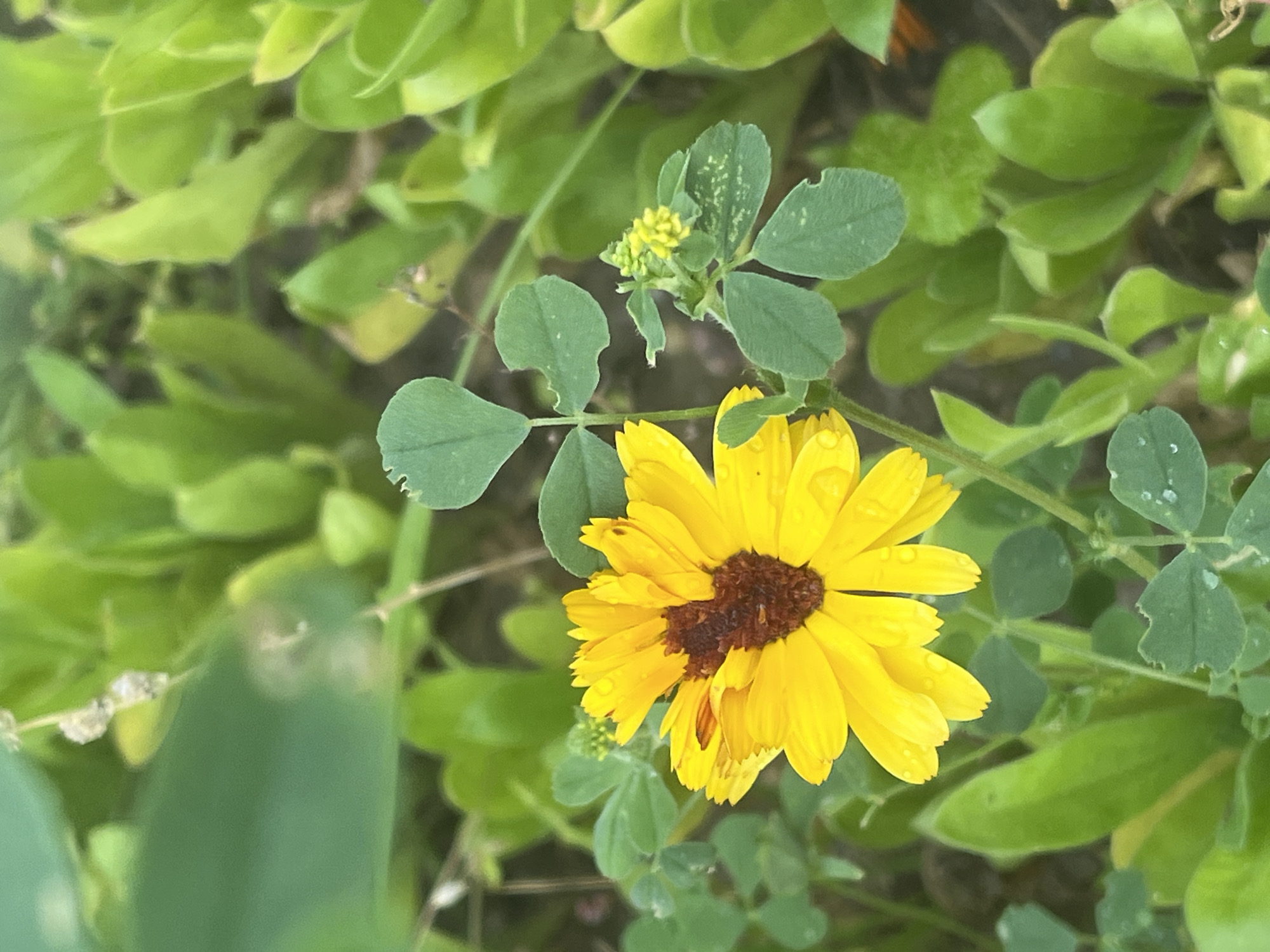 A close-up shot features a vibrant yellow daisy with a dark brown center. The daisy is surrounded by lush green foliage, with some dew drops visible on the petals and leaves, suggesting it might have rained recently. The background is a blur of green, indicating the focus is on the flower. The image appears to be taken outdoors, possibly in a garden or natural setting. There is no specific indication of Il'ino, Russia in the image itself.