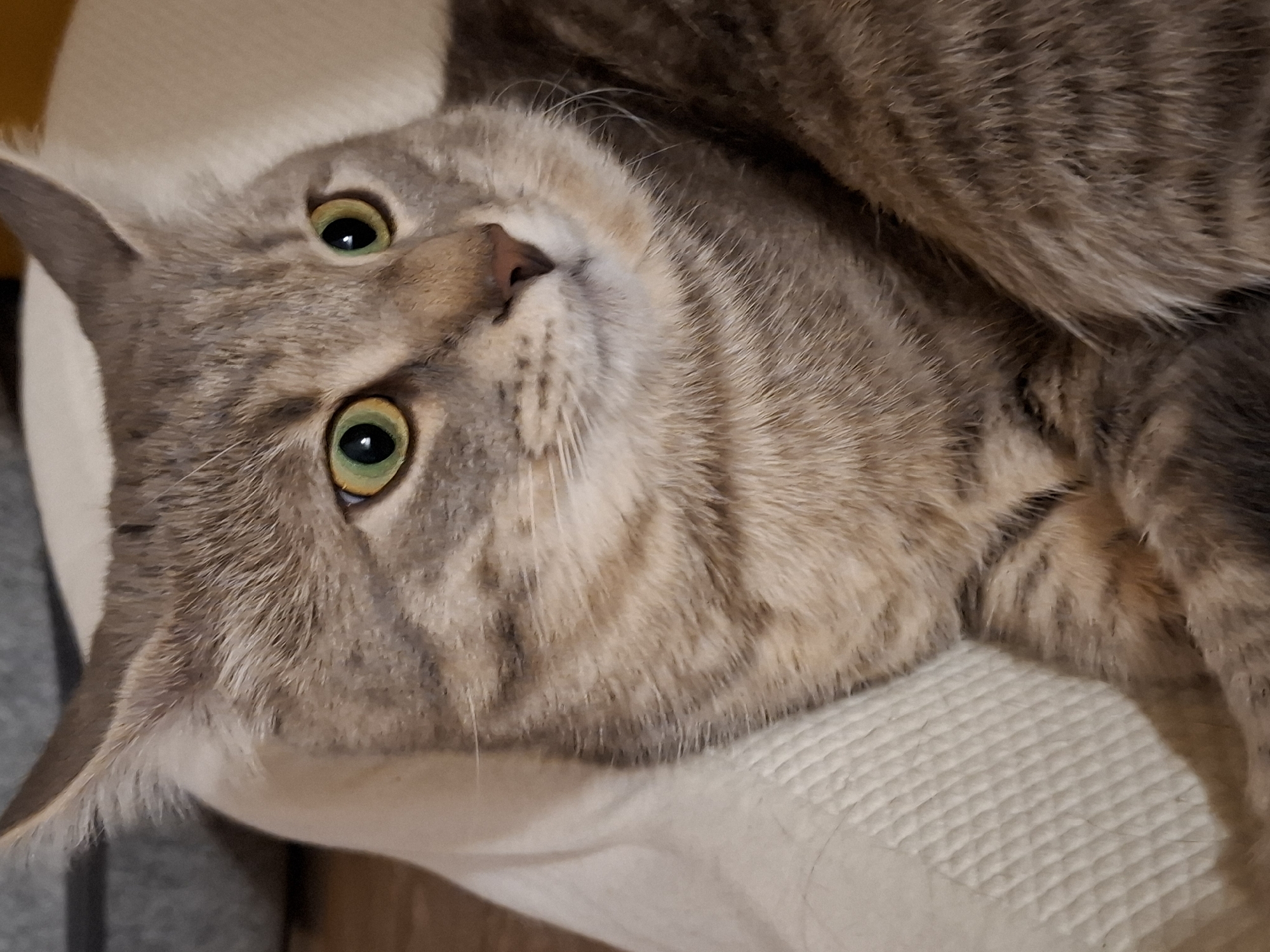 This is a close-up, eye-level, indoor photograph of a tabby cat. The cat is predominantly gray and brown with distinct darker stripes across its forehead, face, and body. Its eyes are large and a striking green color, with dilated black pupils. The cat's ears are pointed and alert, tilted slightly upwards and outwards. Its nose is a soft pinkish-brown. The cat appears to be resting on a textured, light-colored surface, possibly a cushion or blanket, which has a woven pattern. The background is blurred, showing a darker, indistinct area on the left and a lighter, softer area on the right. The lighting is soft, highlighting the cat's fur and facial features. There is no discernible indication of the city of Zemun Urban Municipality, Serbia, or any other specific urban or outdoor location. The image focuses solely on the cat and its immediate surroundings.