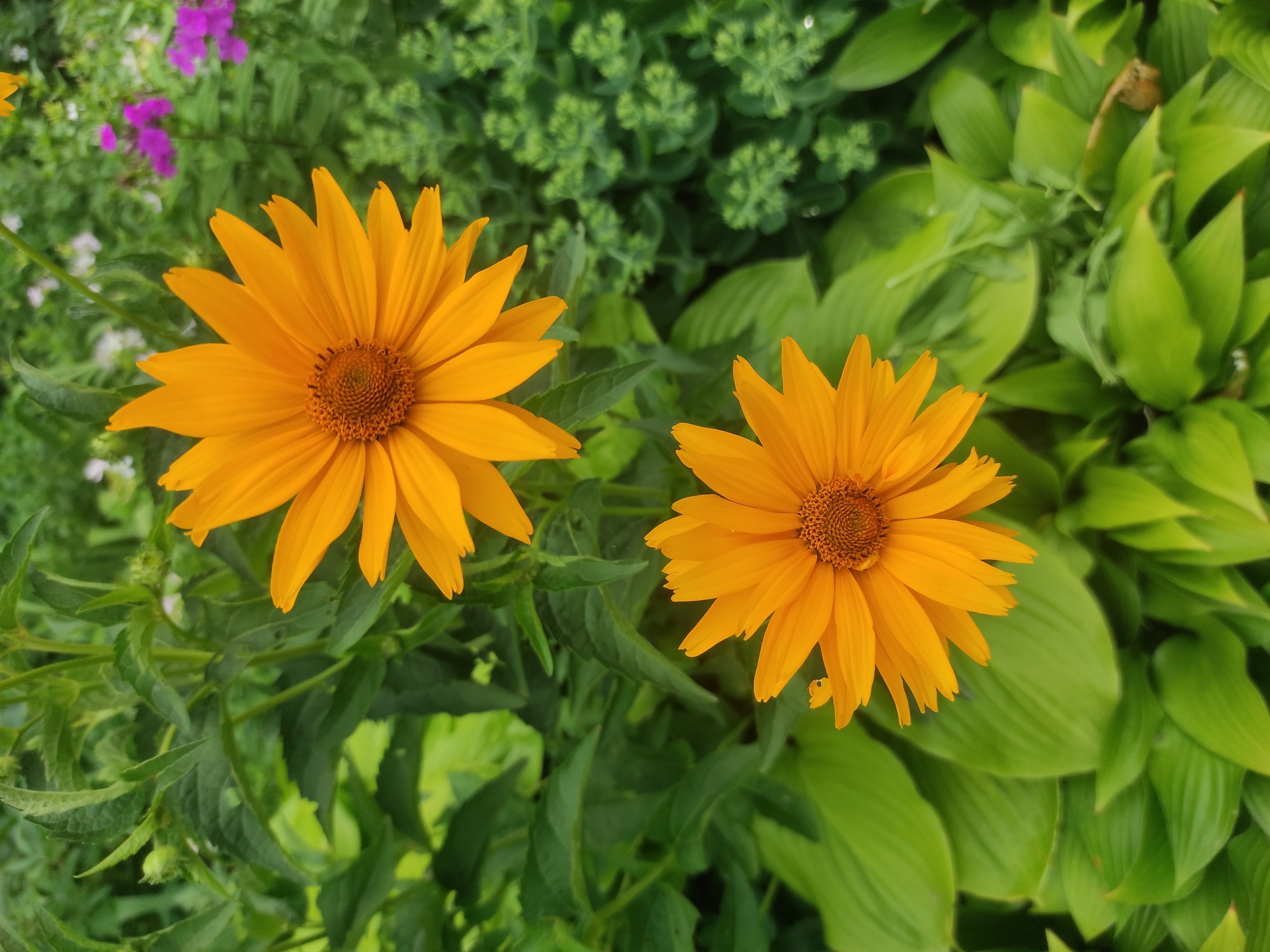 Two bright orange flowers with pointed petals and brown centers are in focus in the foreground of the image. They are surrounded by lush green foliage. In the background, blurred pink and white flowers are visible, along with more green plants. The scene appears to be a garden in Chernihiv, Ukraine, possibly during the daytime. No people or specific actions are depicted.