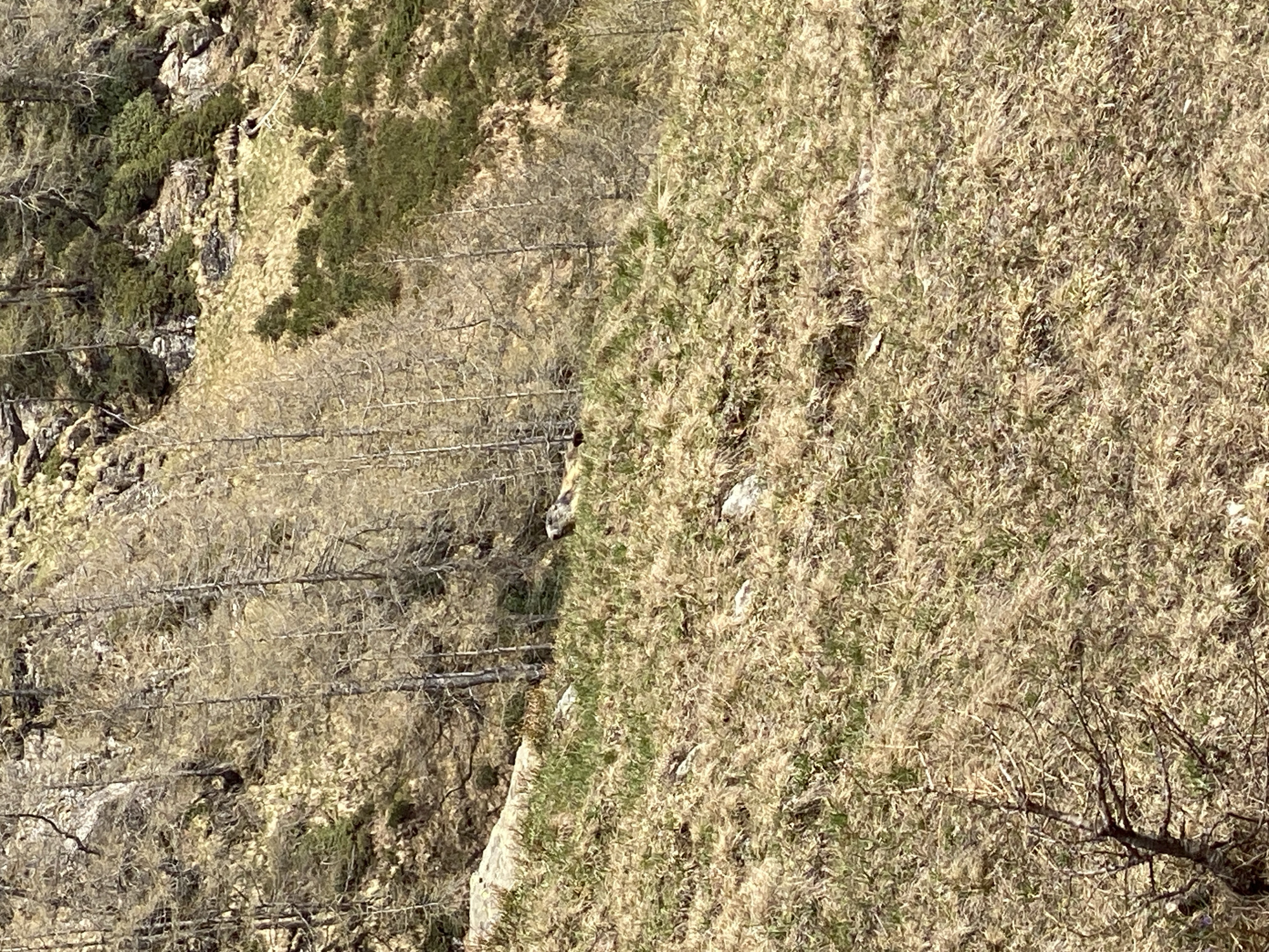 The image depicts a steep, grassy hillside adjacent to a rocky, wooded area in Baceno, Italy. The hillside is covered in dry grass, with patches of green visible underneath. The wooded area consists of bare trees, shrubs, and rock formations. A wire fence runs along the boundary between the hillside and the wooded area.