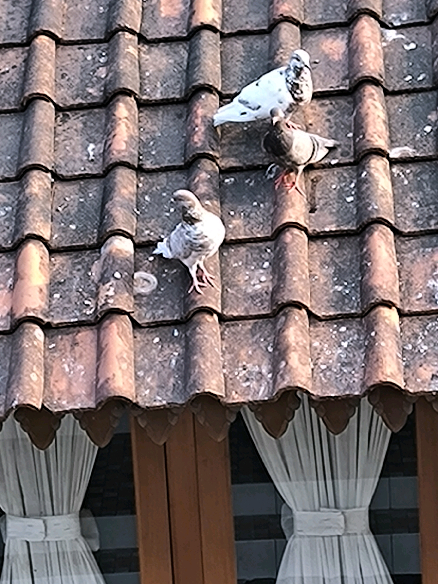 A flock of three pigeons are perched on a tiled roof. One pigeon, primarily white with black speckles, is standing on the top ridge of the roof. Below it, a gray pigeon stands facing left. To the left and slightly lower, another gray pigeon is perched, facing right. The roof is composed of interlocking clay tiles. Two white curtains are visible below the roof, partially obscuring windows.