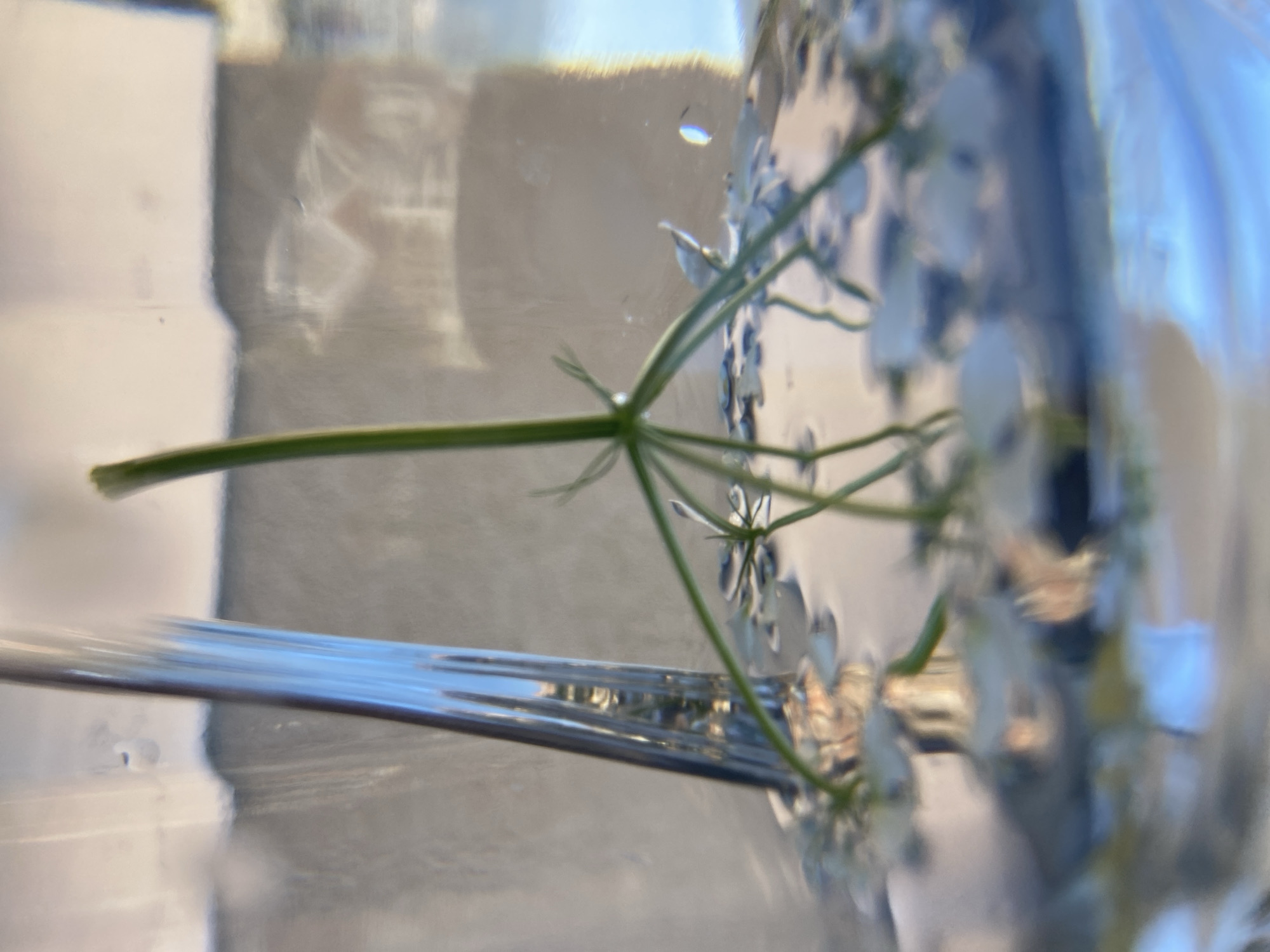 The image shows a green plant, possibly dill, submerged in water within a clear glass or plastic container. A silver fork is also partially submerged in the water. The background is blurred, suggesting an outdoor environment, possibly the city of Budva, Montenegro, although without further details, the exact location cannot be determined. The scene appears to be a close-up shot focusing on the plant and utensil in the water.