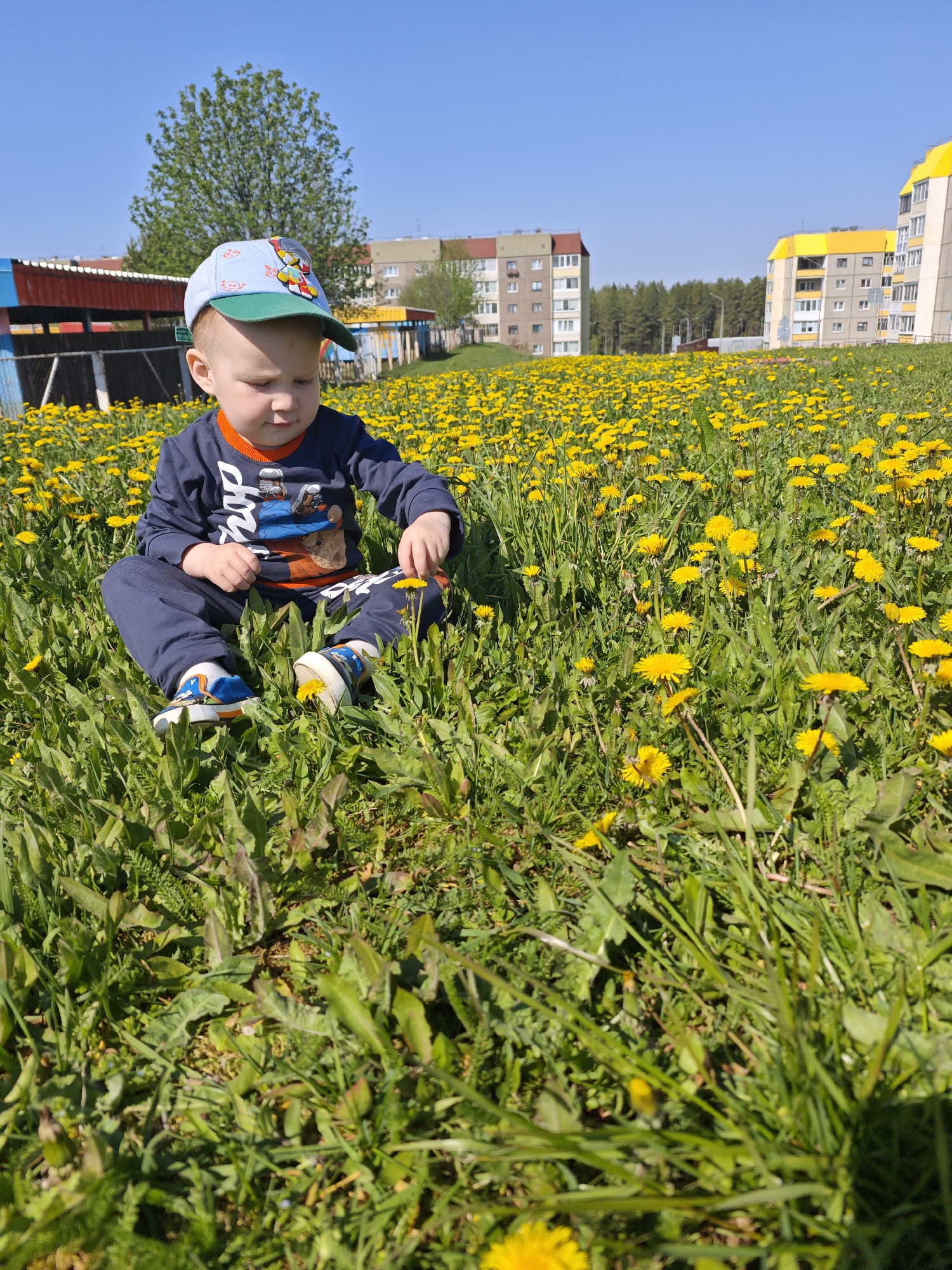 In Марковский, Russia, a young child sits cross-legged in a field of dandelions. The child is wearing a blue and orange shirt, dark blue pants, a light blue baseball cap with cartoon characters, and blue sneakers. The field is filled with yellow dandelions and green grass. In the background, there are apartment buildings and a tree. The sky is clear and blue. The child is holding a dandelion.