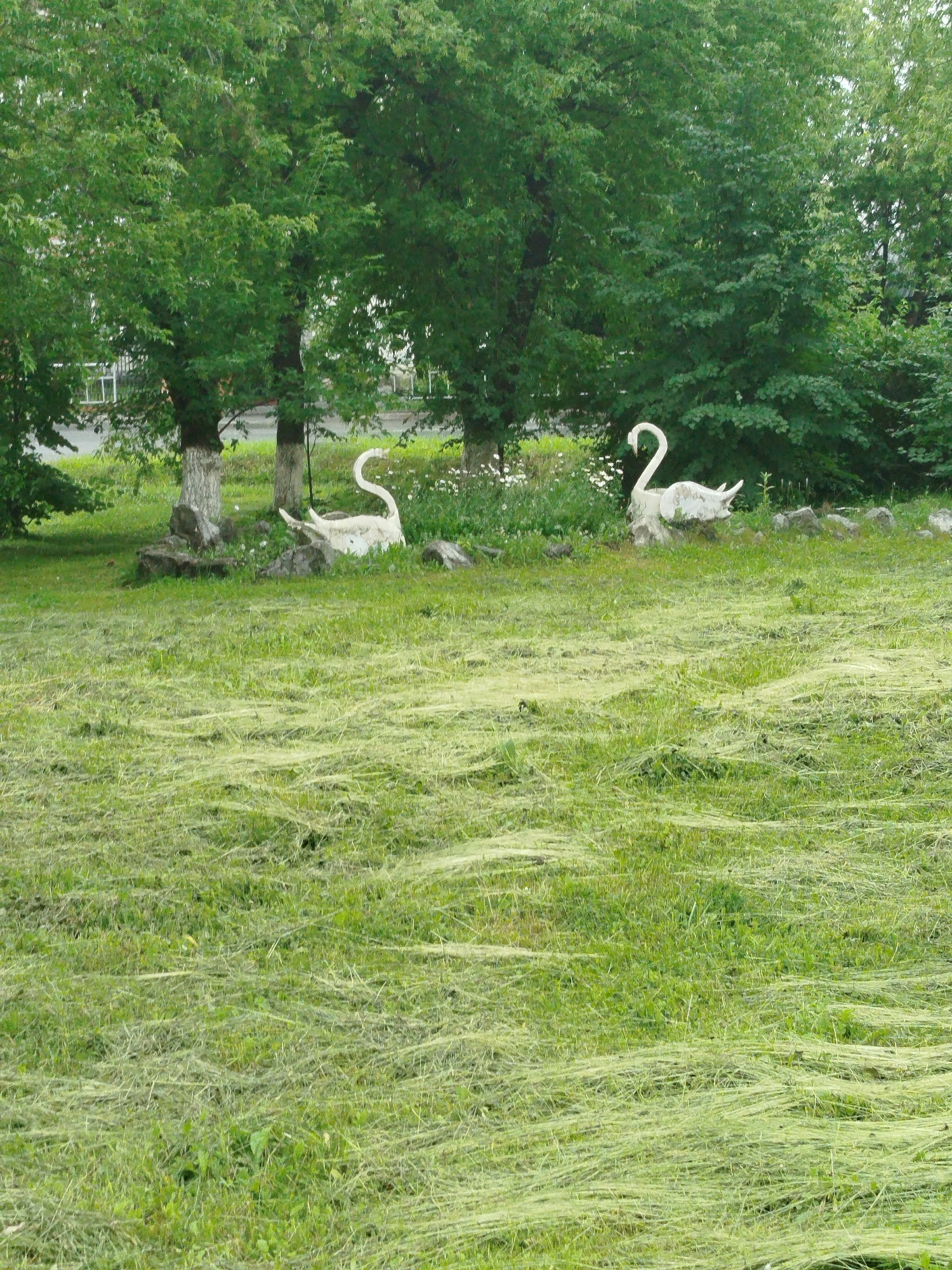 The image depicts a park or green space with two white swan sculptures. The foreground is a mowed lawn with cut grass. In the midground, behind the lawn, are two large trees with green foliage, and between them are the two swan sculptures. The sculptures are positioned on a slight incline, surrounded by smaller rocks and some vegetation. The background shows more trees and a hint of a building with windows through the trees, suggesting an urban or suburban setting. This scene is located in Zavodoukovsk, Russia.
