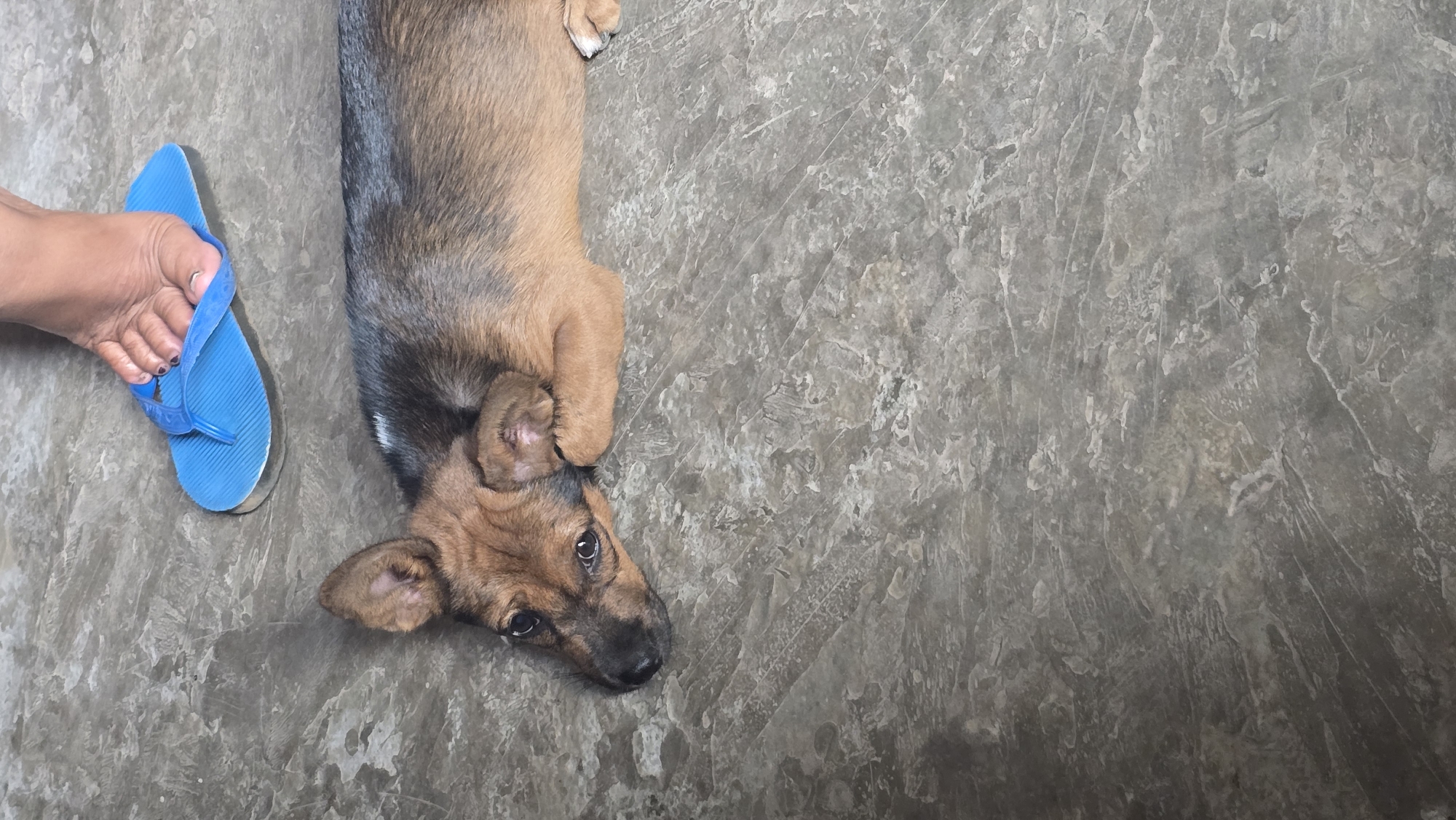 An overhead shot captures a peaceful interaction between a human and a puppy on a textured grey floor in Seririt, Indonesia. A small puppy, predominantly brown with dark black markings around its face and ears, lies on its back or side on the left side of the frame. Its head is tilted slightly, and its wide, dark eyes convey a curious and alert expression, looking towards the viewer. Its front paws are curled gently near its body.
Adjacent to the puppy's upper body, a human foot, exhibiting a medium-dark skin tone with dark-painted toenails, rests on the floor. The foot is wearing a vibrant, plain blue flip-flop. The flip-flop is simple in design, with a single strap between the toes.
The floor beneath them is a mottled grey, resembling concrete or a durable stone-patterned tile, with visible variations in tone and texture. The lighting is soft and even, suggesting an indoor setting or a shaded outdoor area. No specific time of day or weather conditions can be discerned. There is no visible text in the image. The scene evokes a quiet, domestic moment of companionship.
