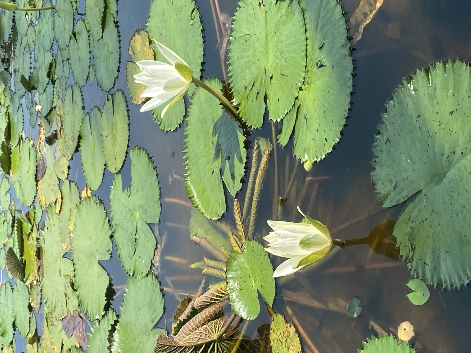 The image shows a pond in Nusa Dua, Indonesia filled with lily pads and two white water lilies in bloom. The lily pads are mostly green with jagged edges and dark speckling. The water is dark and reflects the lilies and pads. The lighting is bright and appears to be outdoors. There are no people visible in the image.