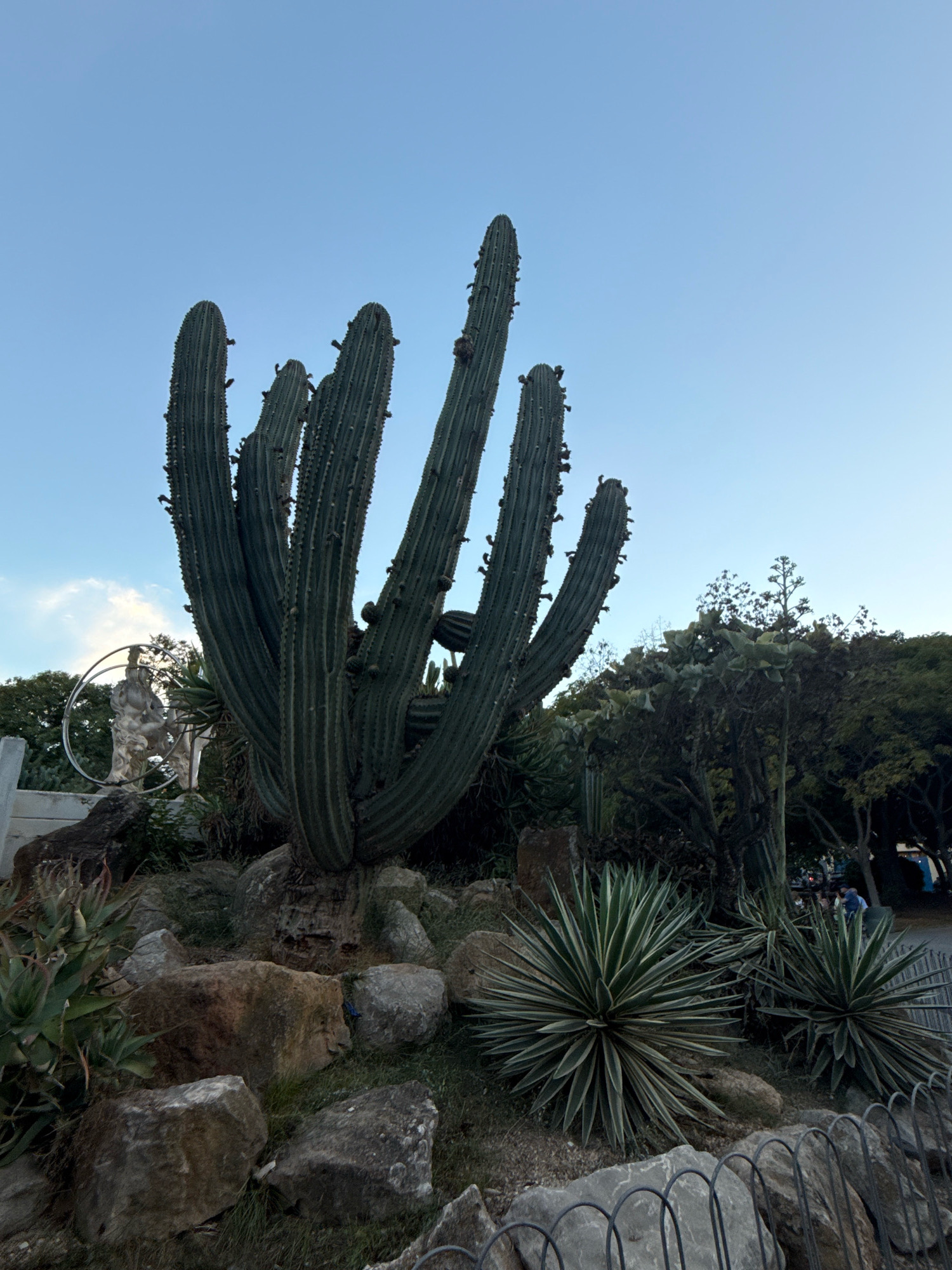 This is a medium shot, taken outdoors, of a large, multi-stemmed cactus in a rocky, landscaped environment. The cactus, which is dark green and appears to be a species of *Pachycereus*, is the dominant subject and occupies the center of the frame. Its thick, ribbed arms reach upwards towards a clear blue sky. To the left of the cactus, a statue of a human figure is visible within a circular metal frame, along with what appears to be a white concrete wall. In the foreground, several large rocks and smaller agave plants are arranged. In the background, trees and foliage are visible, and hints of human activity can be seen, including people walking and possibly an ornamental garden fence in the far right of the frame. The overall scene suggests a botanical garden or a public park with a focus on arid plant life. The location is the Ibiza Fountains (Fuente de Ibiza) in the city of Ibiza, Spain.