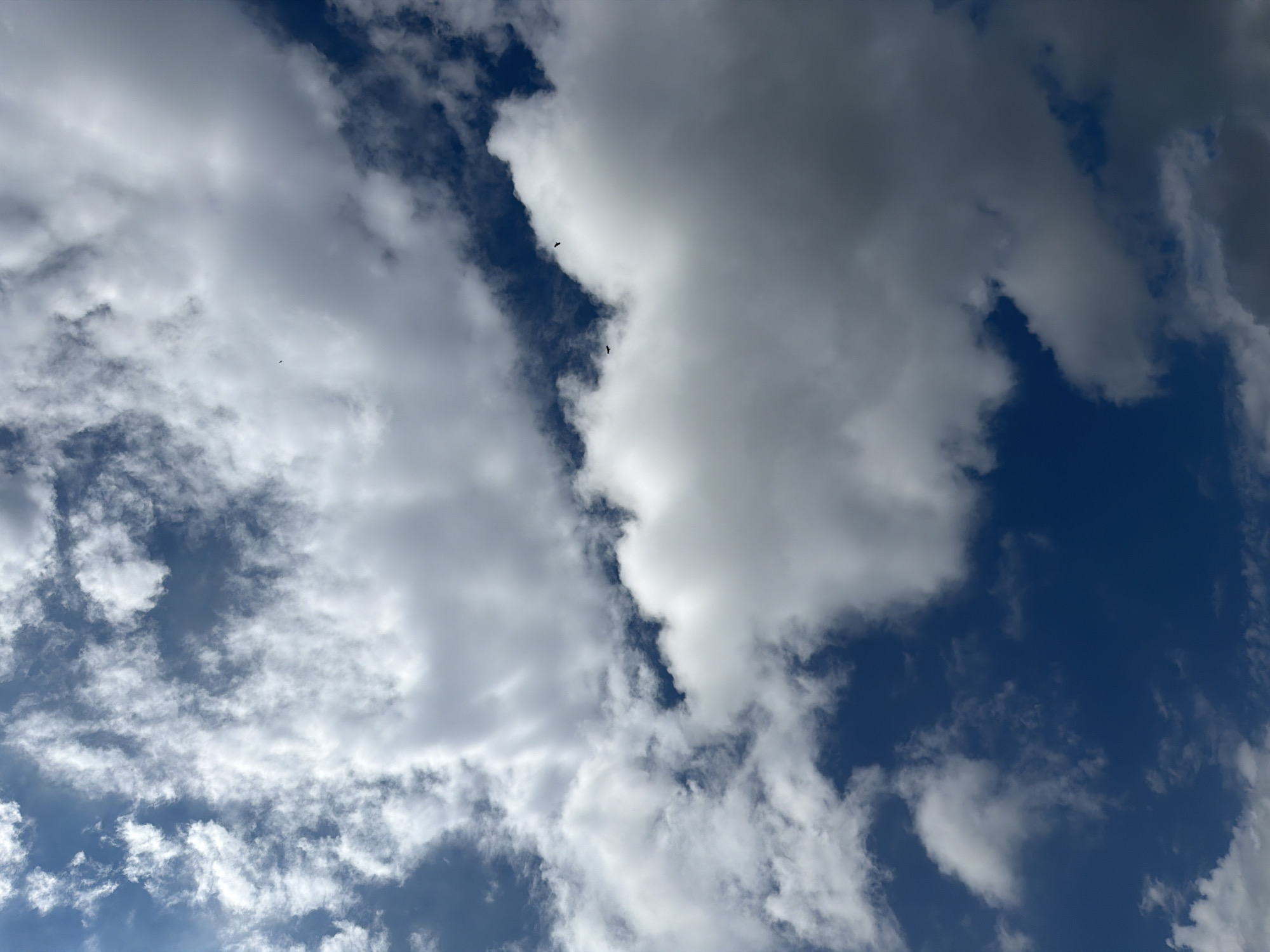 The image displays a bright blue sky with scattered white and gray clouds, suggesting a daytime scene. Several small, dark bird-like figures are visible against the sky, appearing to be in flight. The composition is dominated by the sky and clouds, with no discernible urban or natural landscape features. The image does not contain any visual information that would allow for the determination of its location in the city of Zarechny, Russia, nor does it depict any specific people, objects, or actions that would be relevant to a forensic description.