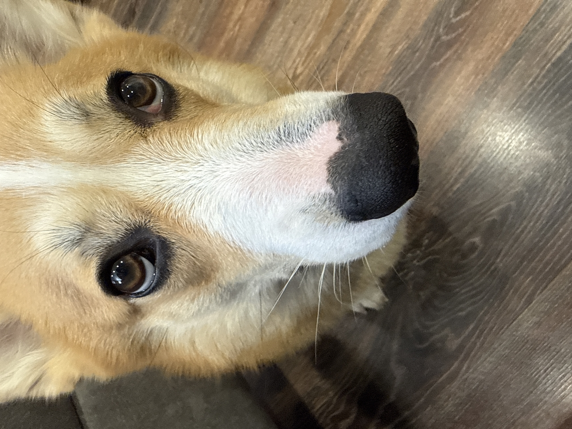 A close-up, high-angle image depicts a tri-color Pembroke Welsh Corgi in an indoor environment in Votkinsk, Russia. The dog's head and upper chest are visible, featuring a golden-brown coat with white markings including a prominent blaze on the forehead extending down the muzzle, white cheeks, and white fur around the lower jaw. Its dark brown eyes are directed upwards, reflecting multiple point light sources. The nasal planum is black with a partial pink area on the dorsal aspect of the muzzle. White vibrissae are evident. The animal is positioned on a multi-tonal wood or laminate floor displaying distinct grain patterns. A dark, out-of-focus object, consistent with upholstered furniture, is present in the upper left background.