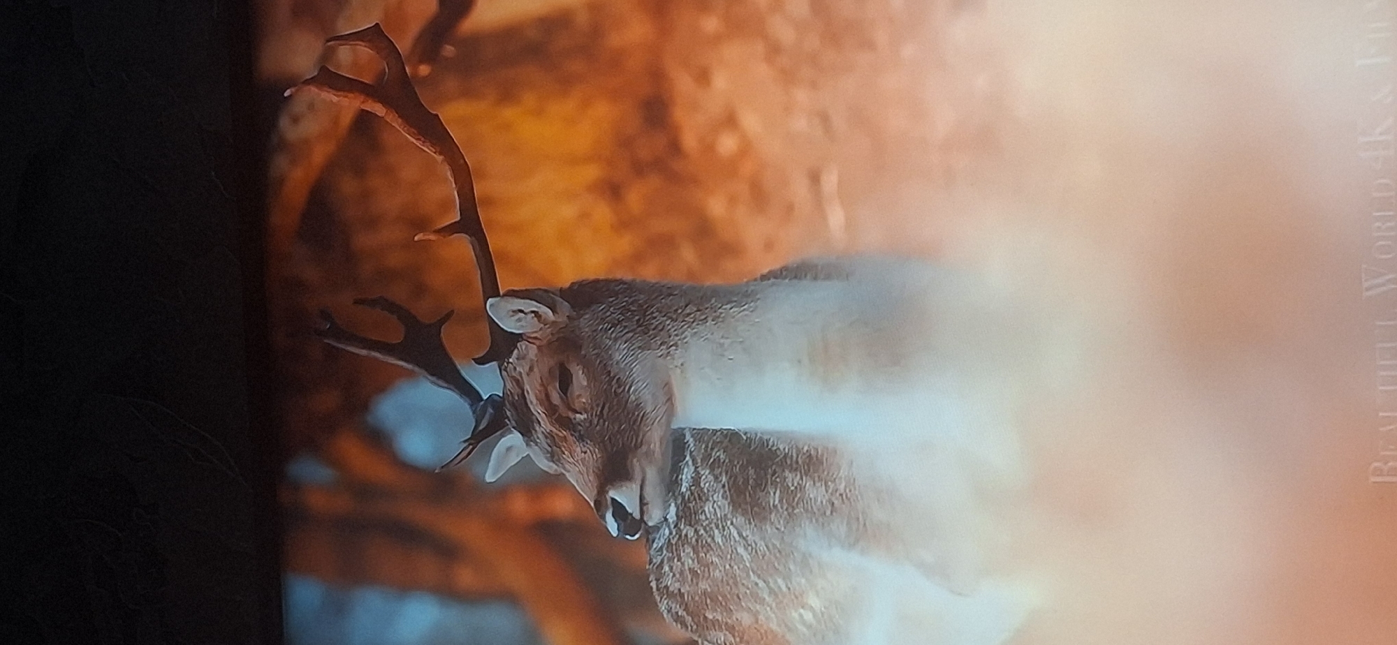 The image shows a close-up, side profile of a fallow deer's head and upper body. The deer has brown and white spotted fur and large antlers. The background is blurred, with warm, golden tones suggesting an autumn forest setting. The deer is looking to the left of the frame. There is text at the bottom of the image that reads "BEAUTIFULL WORLD 4K & FILM". There is no identifiable information about the location of Bila Tserkva, Ukraine within this image.