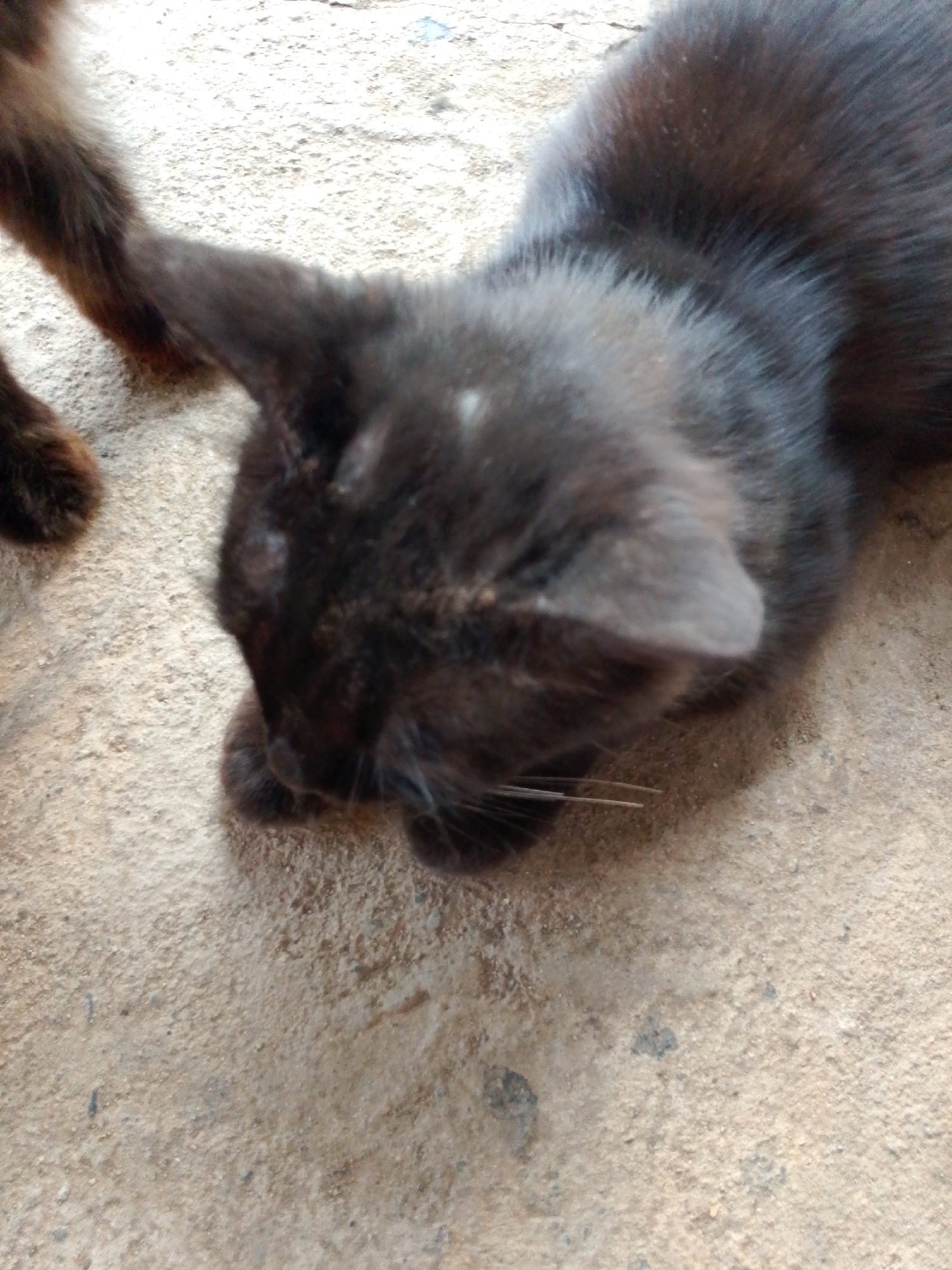 A black kitten is lying on a rough, sandy surface. The kitten is facing downwards, with its head turned to the left. Its fur is black and appears to be short. The sandy surface is light brown and has a granular texture. There are a few small dark specks on the surface, possibly dirt or small pebbles. The image is taken from a high angle, looking down at the kitten. The overall lighting is somewhat dim. The kitten is the sole subject of the image, and there are no other animals or people visible. The environment appears to be outdoors, likely in a natural or unpaved area.