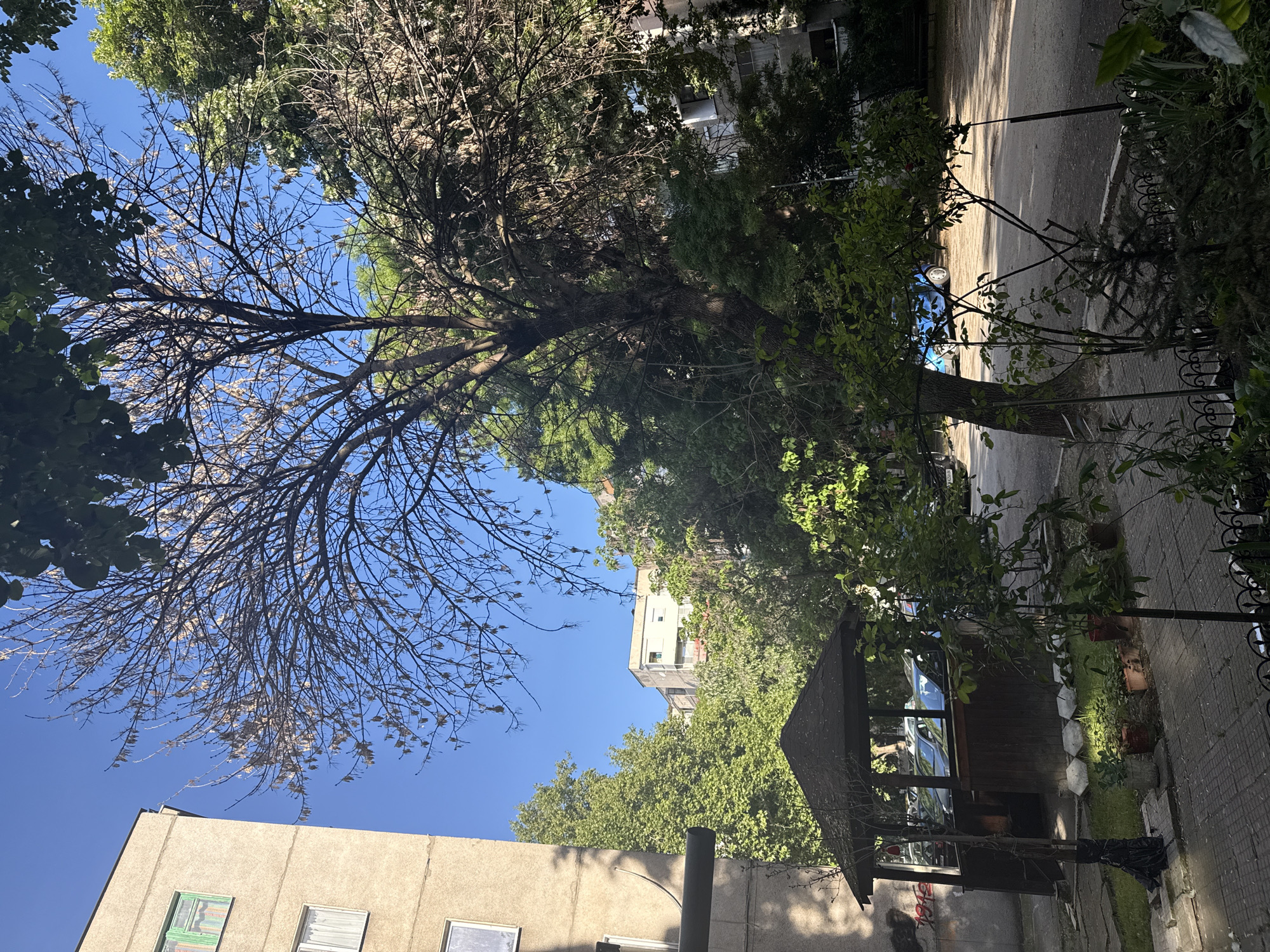 The image depicts an upward-looking view in an urban area, likely Plovdiv, Bulgaria, suggested by the architectural style. The scene is dominated by trees, some with full green foliage and one large tree with predominantly bare branches, silhouetted against a bright blue sky. A multi-story building with rectangular windows is visible in the lower left corner of the image. A gazebo with a dark-colored roof and wooden structure is partially visible in the lower-right quadrant, behind a wrought-iron fence. The road runs along the gazebo. The street appears to have a car parked on it. The light indicates it is daytime with bright sunlight.