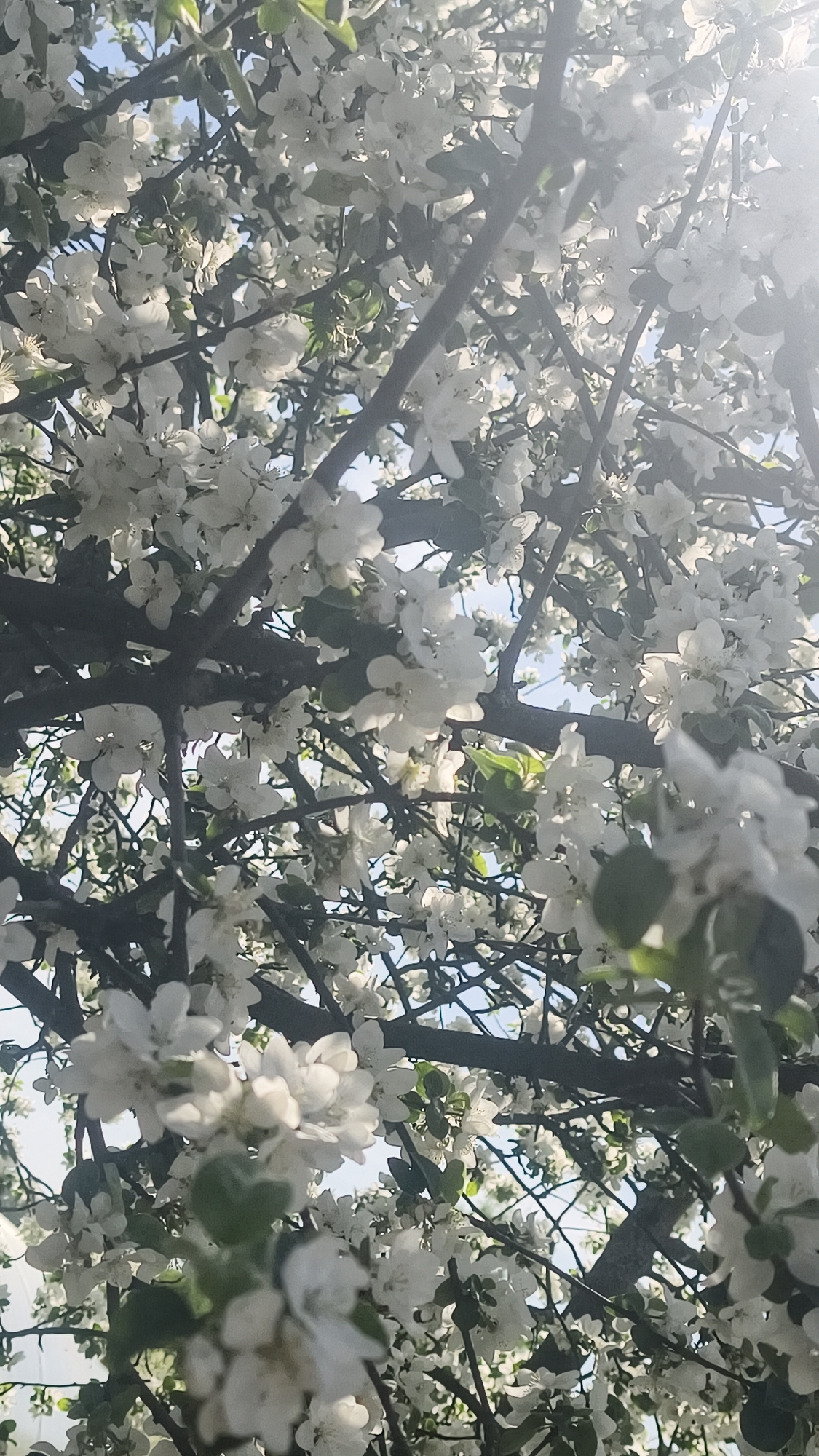 The image shows a close-up view of a tree in full bloom, possibly located in Prikamskii, Russia, though the city is not explicitly identifiable. The tree's branches are covered with numerous white flowers, some with light green leaves interspersed among them. The background reveals a glimpse of a light blue sky, suggesting a bright day. The composition is densely packed with floral elements, with branches and blossoms filling most of the frame. There are no people, subjects, objects, actions, or interactions readily apparent.