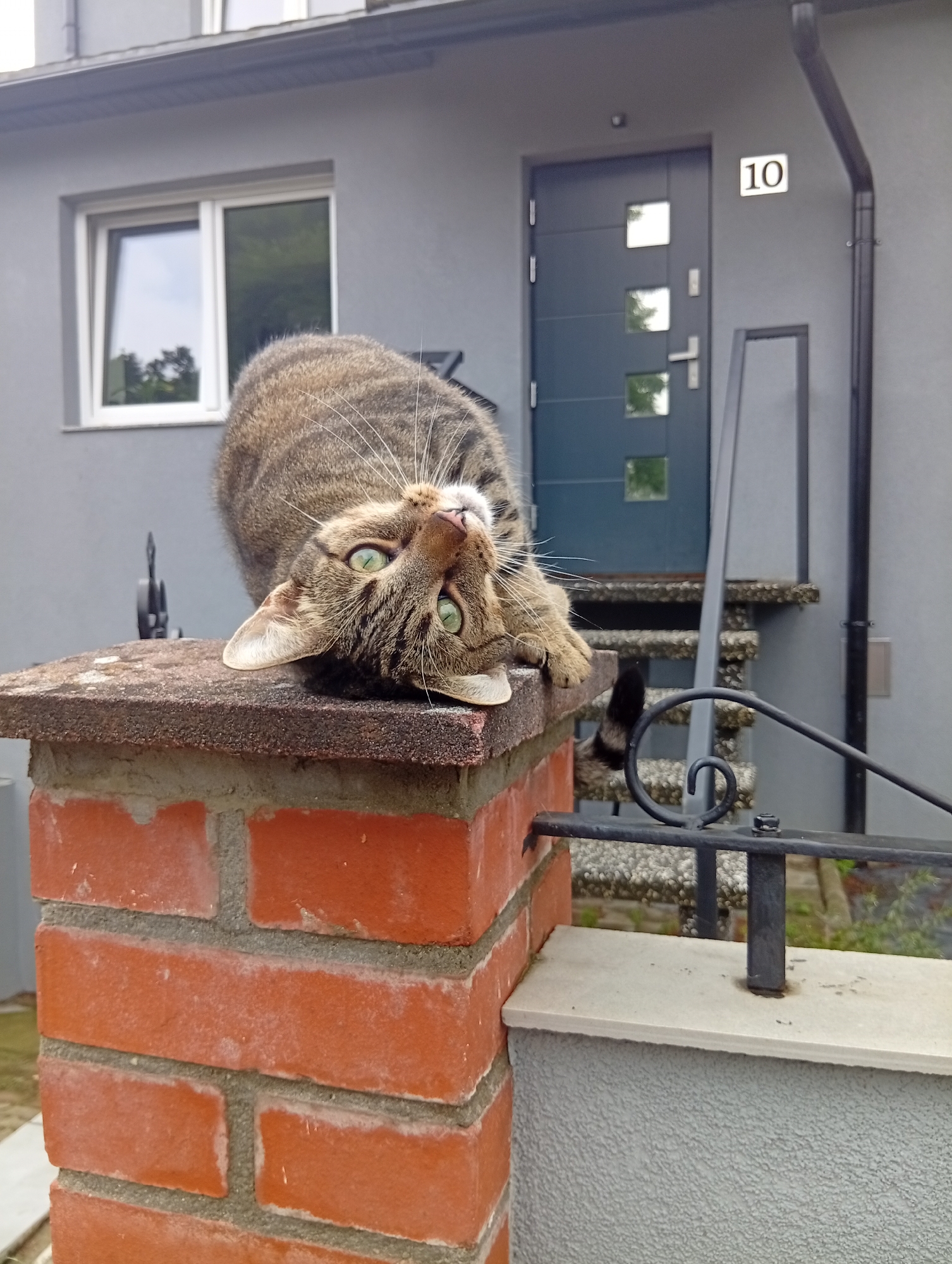 A tabby cat with green eyes is lying upside down on a brick pillar. The cat's body is mostly visible, with its paws extended. The pillar is made of red bricks and is topped with a flat, grey surface. In the background, there is a grey building with a blue door and a window. The door has a number "10" above it. Stairs lead up to the door, and a black metal railing runs along the side. The scene appears to be outdoors, possibly in a residential area. The location of Wrocław, Poland is not identifiable from the image.