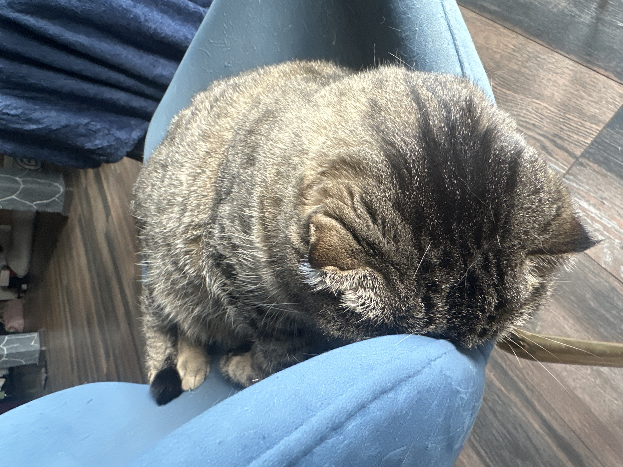 A tabby cat is curled up asleep on a blue chair. The cat's fur is a mix of brown, black, and grey. The cat's head is tucked into its body, and its eyes are closed. The chair is a simple design with four legs. The background is out of focus, but appears to be an indoor setting with wooden flooring and some furniture. The image was taken during the daytime, as evidenced by the lighting. The location is the city of Virki, Russia.