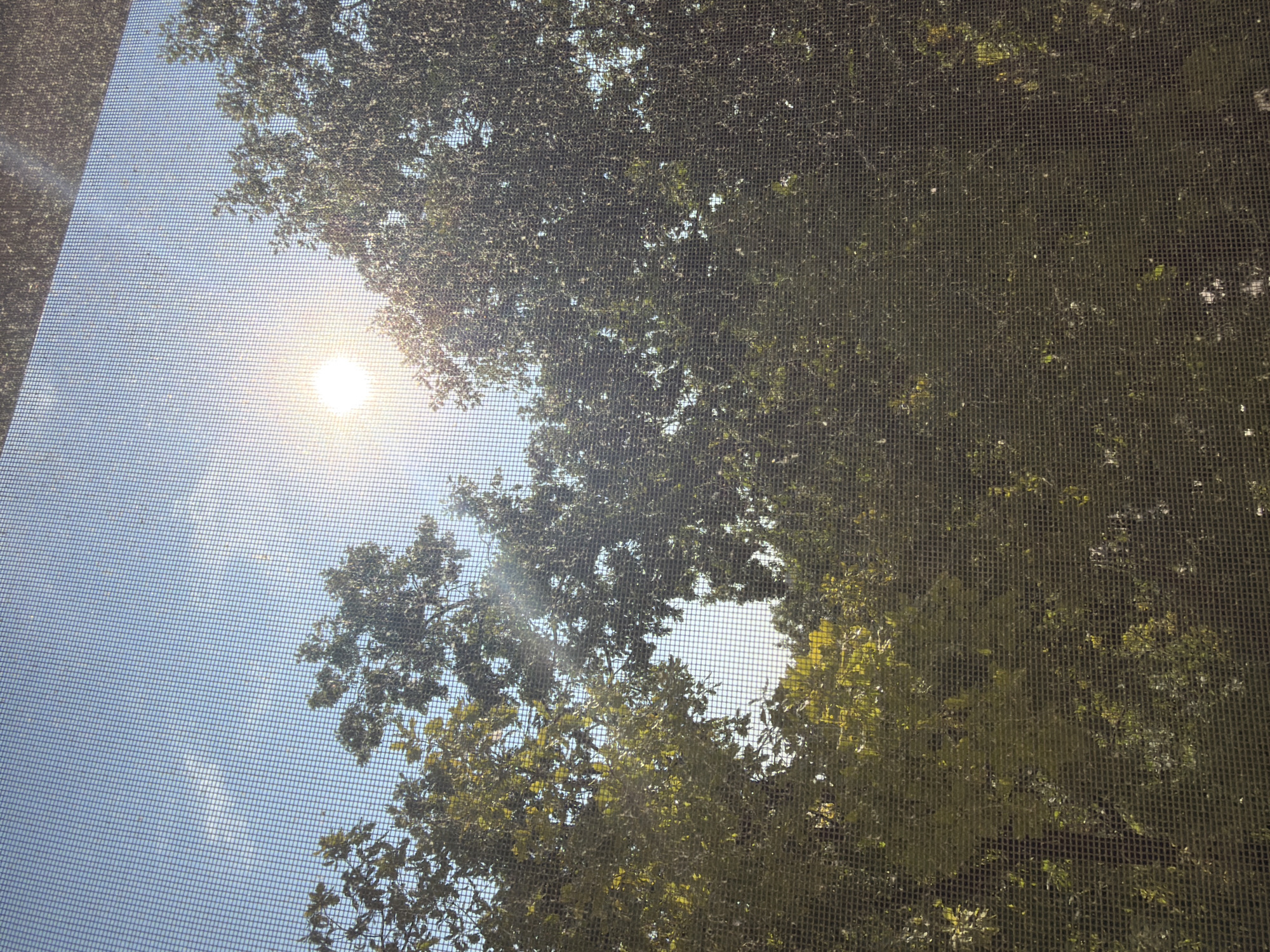 The image shows a view through a window screen of trees and the sun on a clear day. The sun is bright and appears to be slightly above the horizon, casting rays of light. The trees are lush and green, with sunlight filtering through their leaves. The scene is likely outdoors in a park or residential area. The location is identified as Shymkent, Kazakhstan.