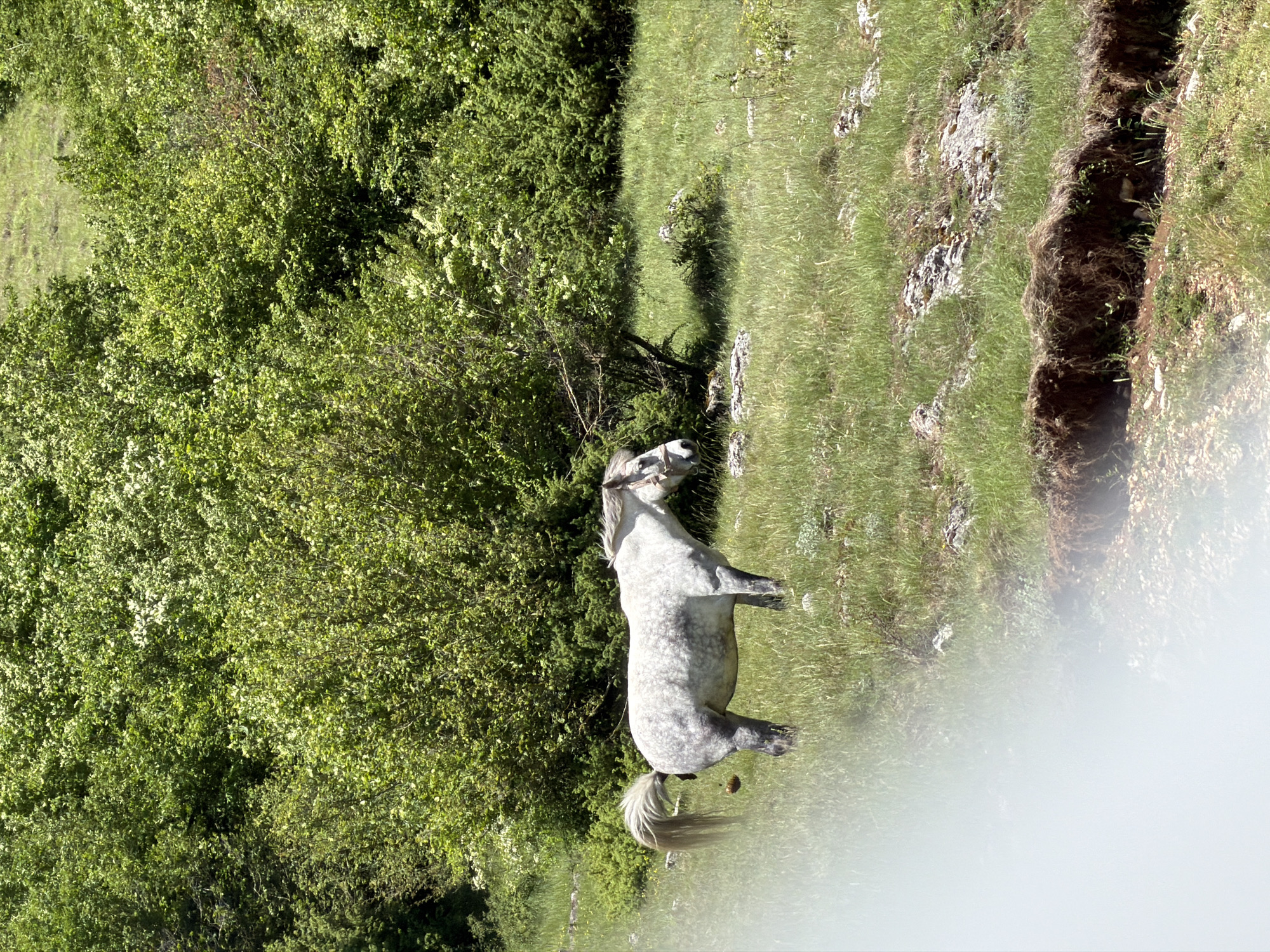 The image, captured in bright daylight, showcases a tranquil natural landscape, likely in the Šavnik region of Montenegro. The central subject is a dappled grey horse, standing peacefully on a grassy area. The horse wears a light-colored halter and appears attentive, with its head slightly raised, looking towards the right side of the frame. Its coat is a blend of light grey with darker spots, and it possesses a long, flowing light-colored tail.
To the left of the horse, a dense and lush expanse of vibrant green trees and bushes dominates, suggesting a thick forest or heavily vegetated hillside. On the right side of the image, beyond the horse, the terrain transitions into a grassy slope dotted with scattered rocks. Further to the right, a distinctive deep, narrow, and earthy trench or ditch runs through the landscape, indicating a natural geological feature or erosion.
The scene is bathed in bright sunlight, highlighting the rich greens of the foliage and grass and casting soft shadows. A noticeable bright white blur or lens flare occupies a significant portion of the bottom right corner of the image, partially obscuring the ground in that area. No human subjects or visible text are present in the frame.