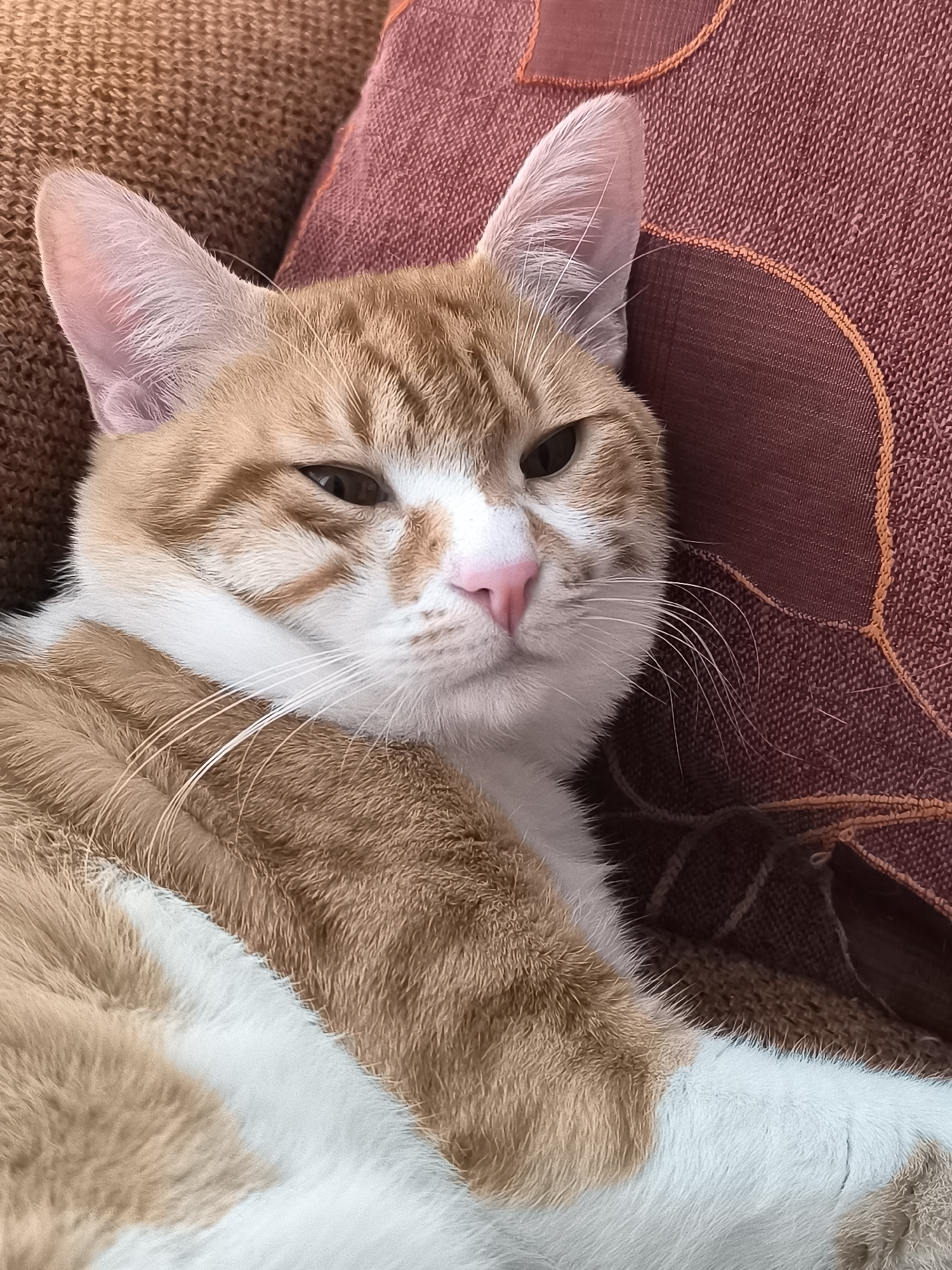An orange and white tabby cat rests its head on a brown cushion with an orange patterned section. The cat is lying on a brown and white surface. The cat's ears are pink, and its nose is pink. The cat's eyes are partially closed. The location is unknown, and there is no evidence it is Varna, Bulgaria.