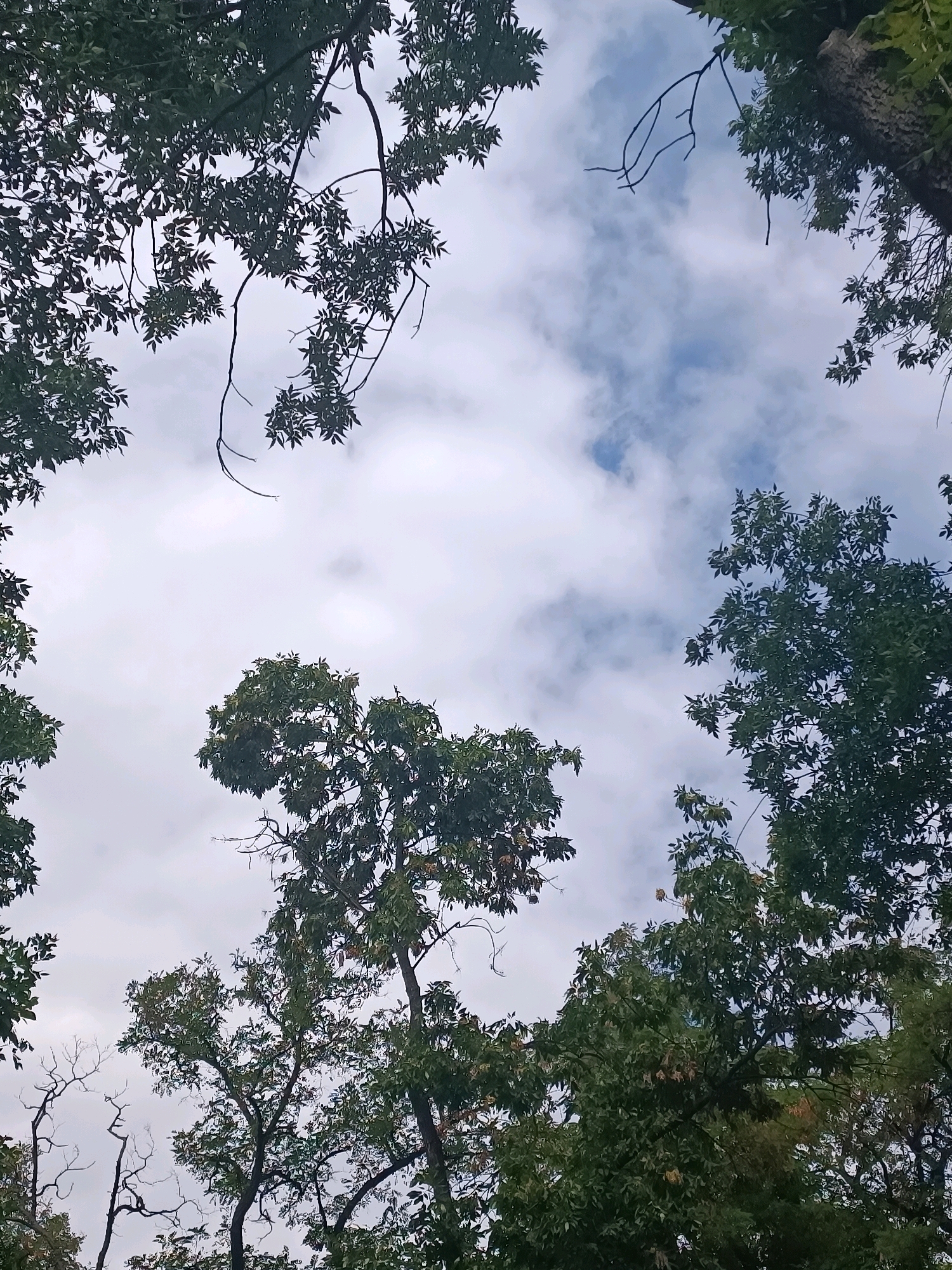 This is a low-angle, full shot of a cloudy sky framed by the foliage of trees. The image was captured outdoors, likely in a park or forested area within the city of Zaporizhzhia, Ukraine, given the context provided. The clouds are a mix of white and grey, with patches of blue sky visible. The trees are deciduous, with dense green leaves and some bare branches reaching towards the sky. There are no people or animals visible in the image, and no specific objects or actions are taking place. The overall impression is one of natural scenery on a partly overcast day.
