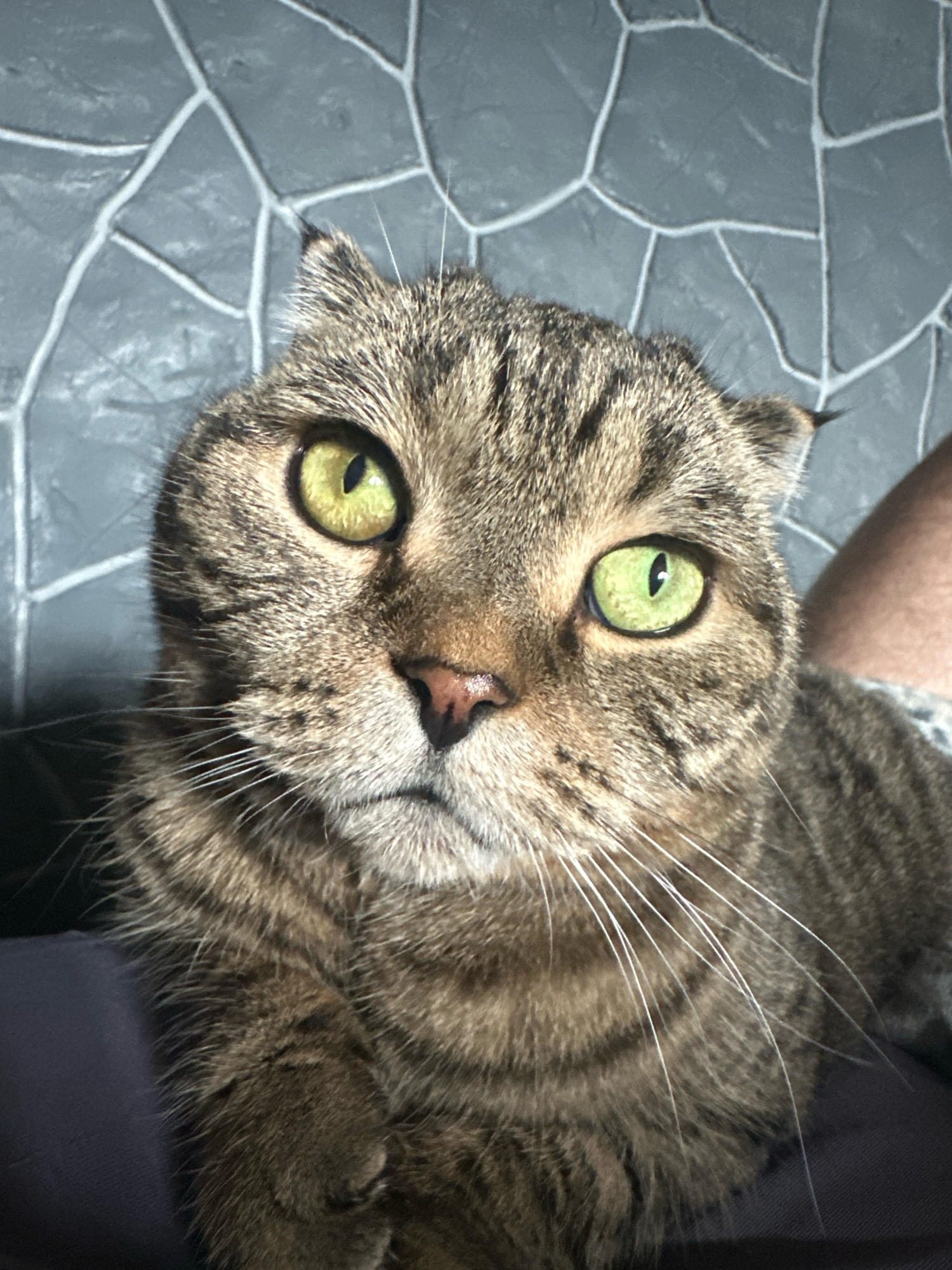 A close-up, high-angle, medium shot captures a brown tabby Scottish Fold cat with striking lime-green eyes looking directly at the camera. The cat's ears are folded down, a characteristic of the breed. Its fur exhibits a tabby pattern of brown and black stripes, with a pink nose and white whiskers. The cat is positioned in the foreground, with its head filling most of the frame. Behind the cat, a gray, textured wall with a mosaic-like pattern is visible. To the right of the cat, a portion of a person's leg, clad in light-colored fabric, is partially visible. The cat appears to be indoors, possibly in a residential setting, based on the background wall and the presence of a person. The lighting suggests an indoor environment, with soft illumination. There is no indication of the city of Virki, Russia, within the visual information of this image.