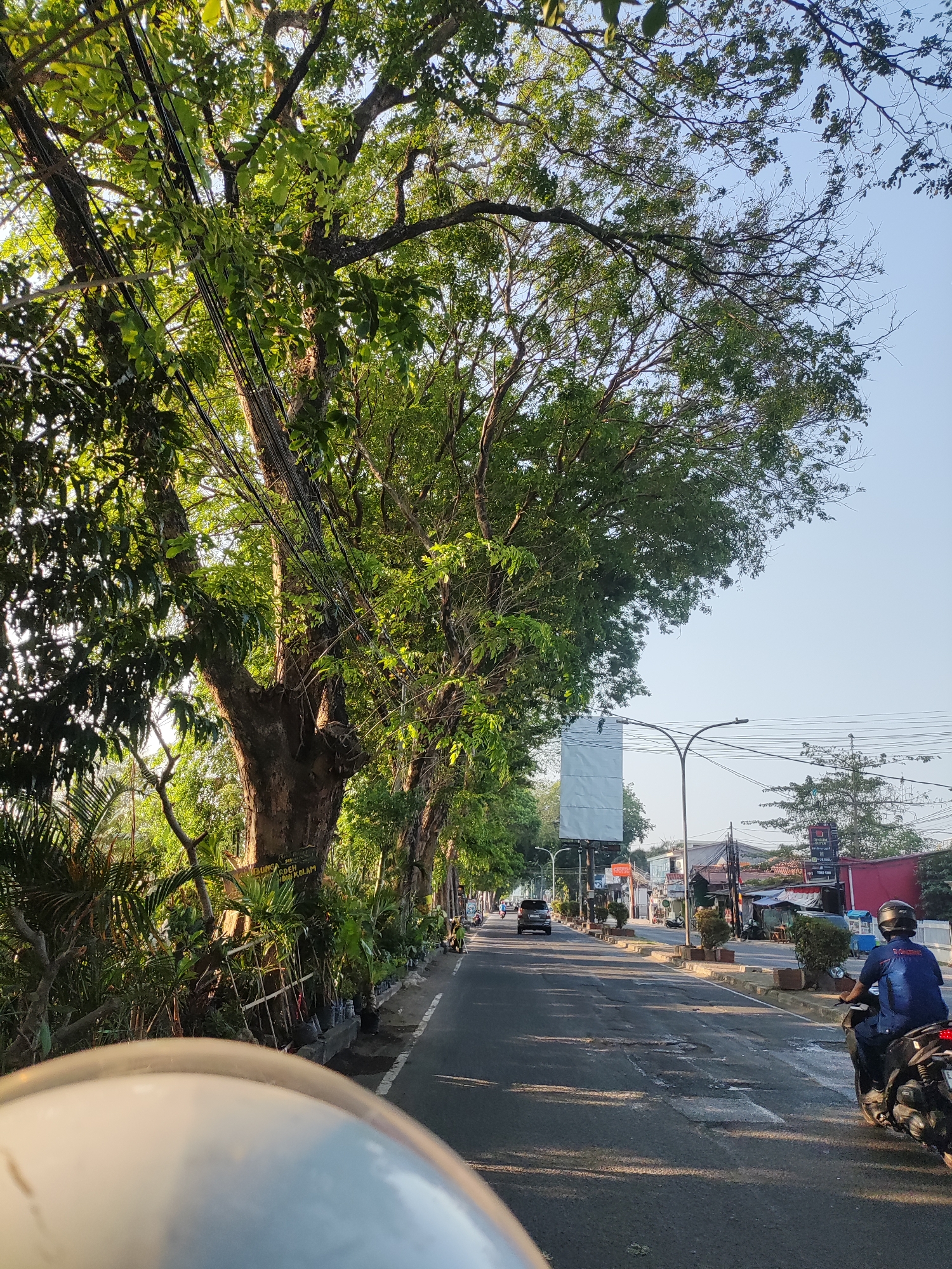The image depicts a street scene in Cirebon, Indonesia, likely on a sunny day. The foreground is dominated by the perspective of a person riding a vehicle, showing a blurred portion of a helmet in the bottom of the frame. The road itself is asphalt, showing signs of wear with several potholes.
A man wearing a blue uniform and a black helmet is riding a black motorcycle in the right lane, moving away from the camera. To the left of the road, there is a sidewalk lined with numerous potted plants and some larger trees with dense green foliage. The trees, with their thick trunks and branches, extend over the road, with a network of power lines and utility wires running between them.
In the distance, the road continues and is flanked by buildings and more trees. Several cars are visible on the road, also moving away from the camera. Streetlights and advertising billboards are present along the side of the road. The sky is clear and blue, indicating good weather. The overall impression is a typical urban street with significant tree cover, suggesting a well-established area within Cirebon.