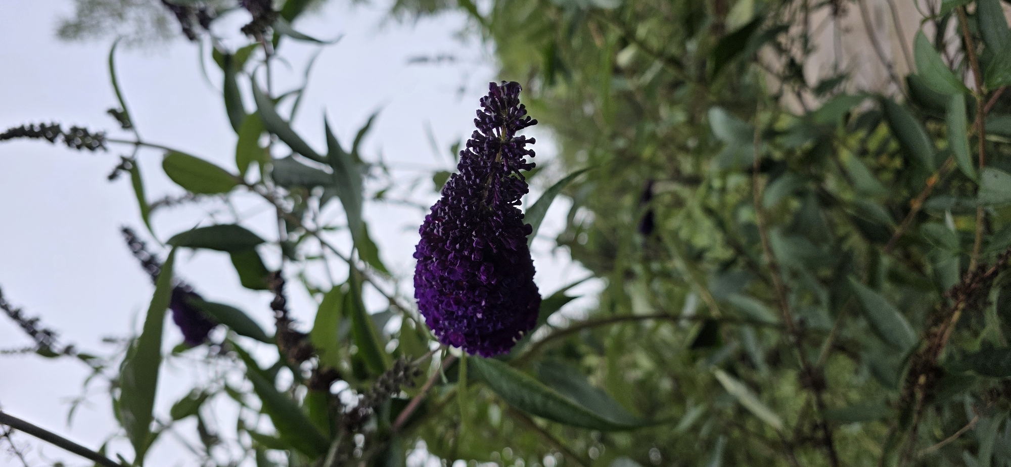 A close-up, low-angle shot captures a cluster of dark purple flowers hanging from a branch against a pale, overcast sky. The flowers are tightly packed, forming an elongated, somewhat conical shape. Their individual petals are small and delicate, giving the cluster a textured, velvety appearance. Some of the flowers appear to have water droplets clinging to them, suggesting recent rain or dew.
Surrounding the prominent flower cluster are numerous green leaves, some of which are in focus and clearly defined, while others are blurred and form a verdant backdrop. The leaves are elongated and pointed, characteristic of certain shrub species. The overall impression is one of natural growth, with the flowers and foliage creating a dense, organic composition.
The background is dominated by the pale sky and further blurred foliage, suggesting an outdoor setting in a garden or natural environment. No specific man-made structures or identifiable landmarks are visible to indicate a precise location within Bulan-Segettu, Kyrgyzstan. The scene is tranquil and devoid of any human presence or activity.
