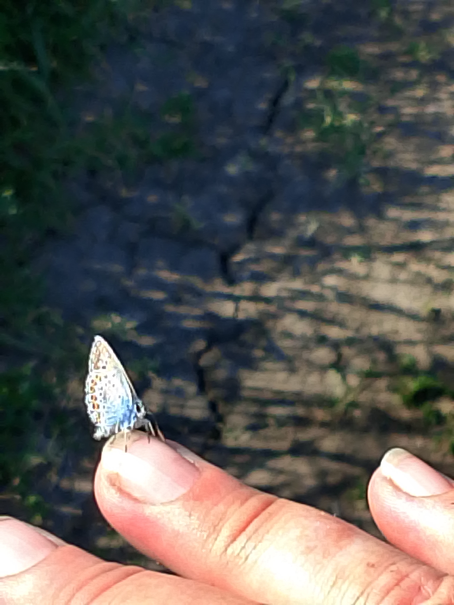 The image captures a close-up outdoor scene featuring a small butterfly perched delicately on a person's index finger. The person's thumb is also partially visible on the left side of the frame, underneath the index finger. The butterfly, likely a member of the "blue" butterfly family (Lycaenidae), has pale-colored underwings with distinctive patterns of small black and orange spots along the edges and scattered darker spots towards the body. Its antennae are visible.
The background is out of focus but appears to be a dry, uneven ground or path with patches of sparse, dark green vegetation and shadows. Visible cracks in the earth suggest a dry environment. The lighting suggests it is daytime, with shadows indicating sunlight. No text is visible in the image. The event taking place is a gentle interaction between a human and a butterfly, with the insect resting calmly on the finger.