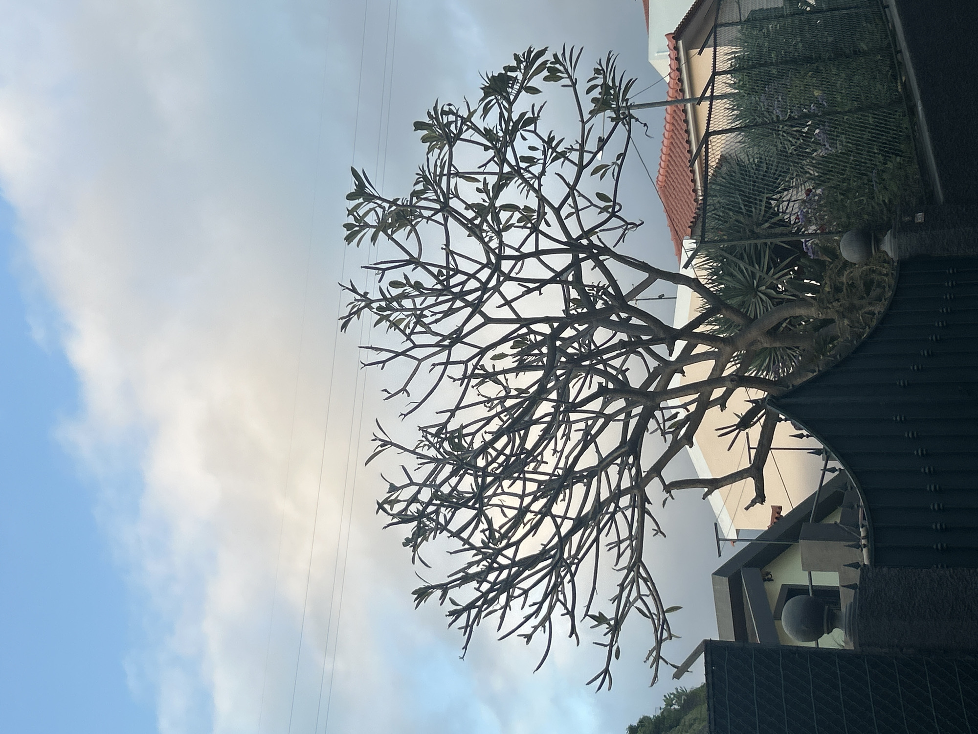 The image shows a partial view of a tree with many branches and sparse green leaves against a cloudy sky in Câmara de Lobos, Portugal. Below the tree, there is a house with a visible roof, fencing, and a gate with sharp edges. Power lines are visible in the upper left of the frame.