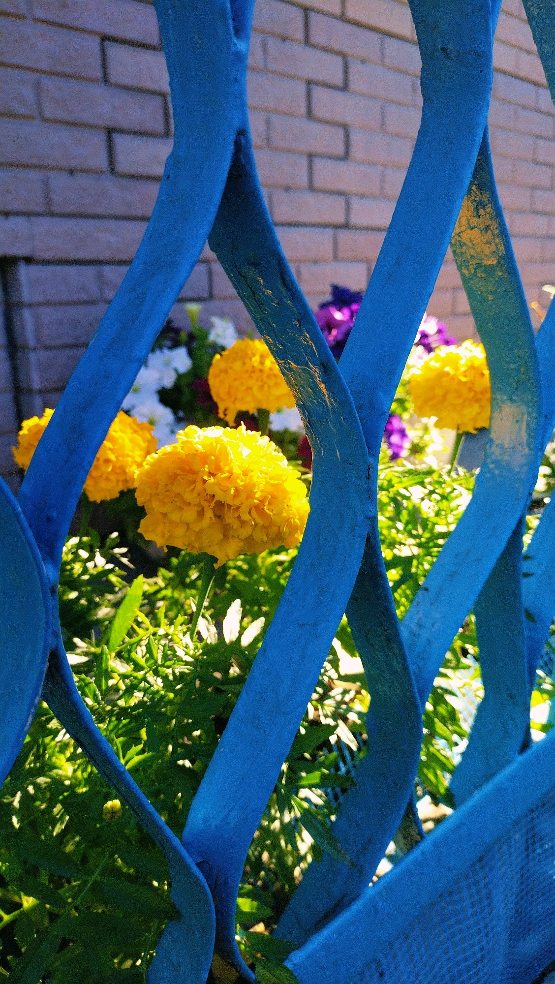 A low-angle, outdoor shot captures a patch of bright yellow marigolds and other flowers behind a bright blue, diamond-patterned metal fence. The fence's blue paint is peeling in places, revealing a golden-brown hue beneath. The flowers are in full bloom, with dense petals and green foliage. In the background, a light pink brick wall is visible, with vertical shadows cast by the fence. The lighting suggests it is daytime, with sunlight filtering through the fence and illuminating the flowers. The scene is located in Horishni Plavni, Ukraine. There are no people or animals present.
