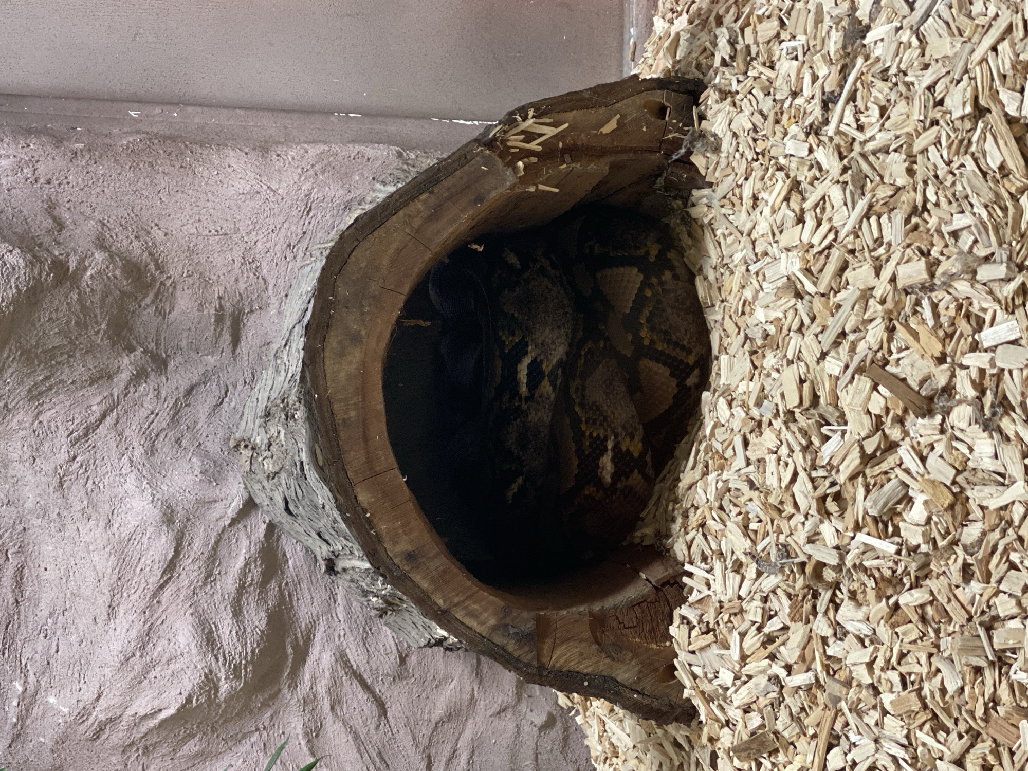 A python is coiled inside a hollowed-out log that rests on a bed of wood chips. The python's patterned scales are visible, with shades of brown, yellow, and black. The log is positioned in front of a textured, pinkish-brown wall. The scene appears to be an enclosure, likely in a zoo or wildlife sanctuary, in Neuwied, Germany. There are no people or explicit actions captured in the image.