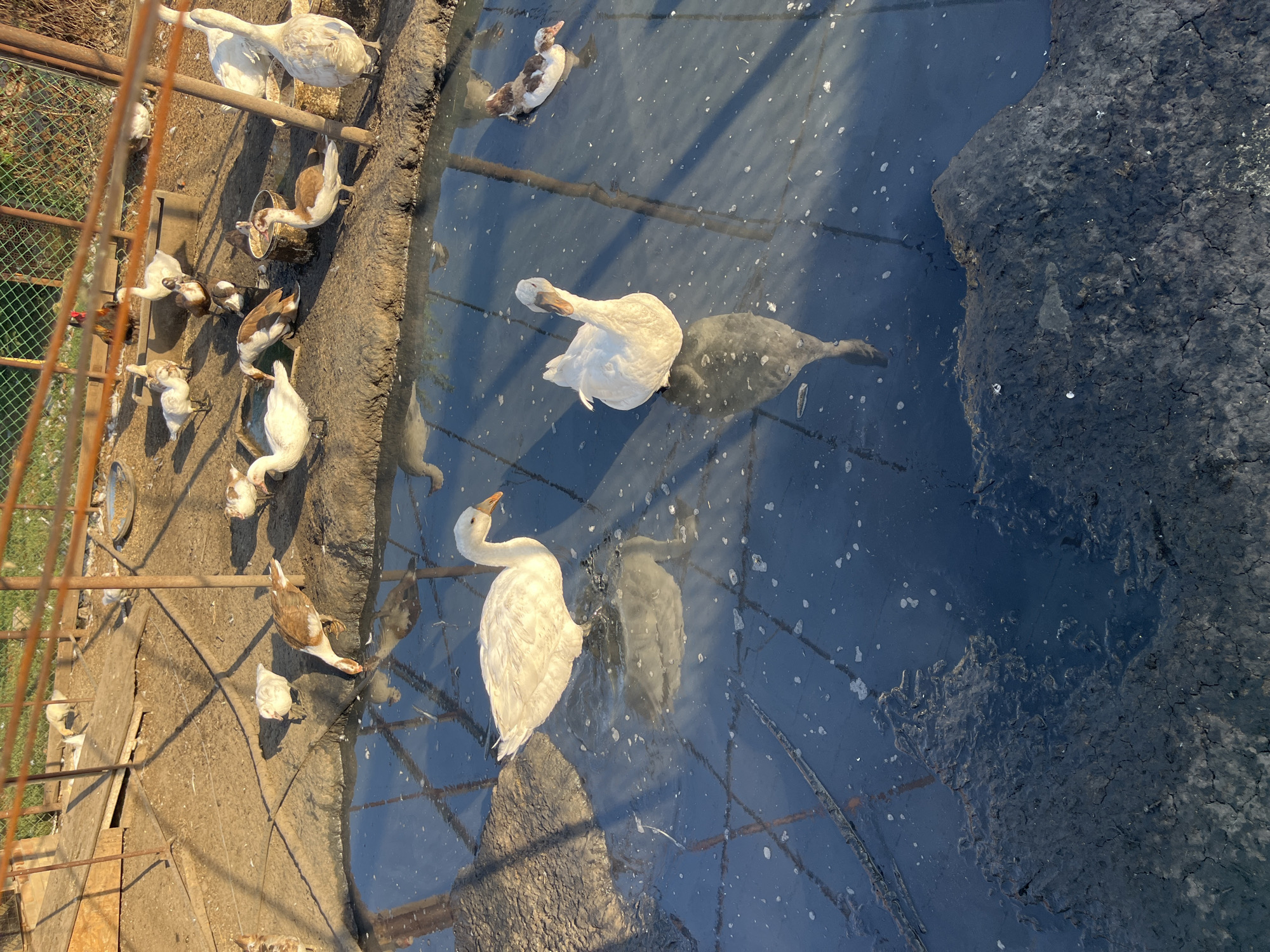 The image depicts an outdoor scene at a farm, possibly in the city of Yanovo-Grushevsky, Russia, with a group of ducks gathered around a muddy pool of water. Several white ducks are visible in the water and on the muddy bank. Some ducks are partially submerged in the dark, murky water, while others are standing on the dry, dusty ground. In the background, a fenced enclosure can be seen, with more ducks and some wooden structures. The lighting suggests it is daytime, with shadows cast across the ground. The overall environment appears rustic and agricultural.