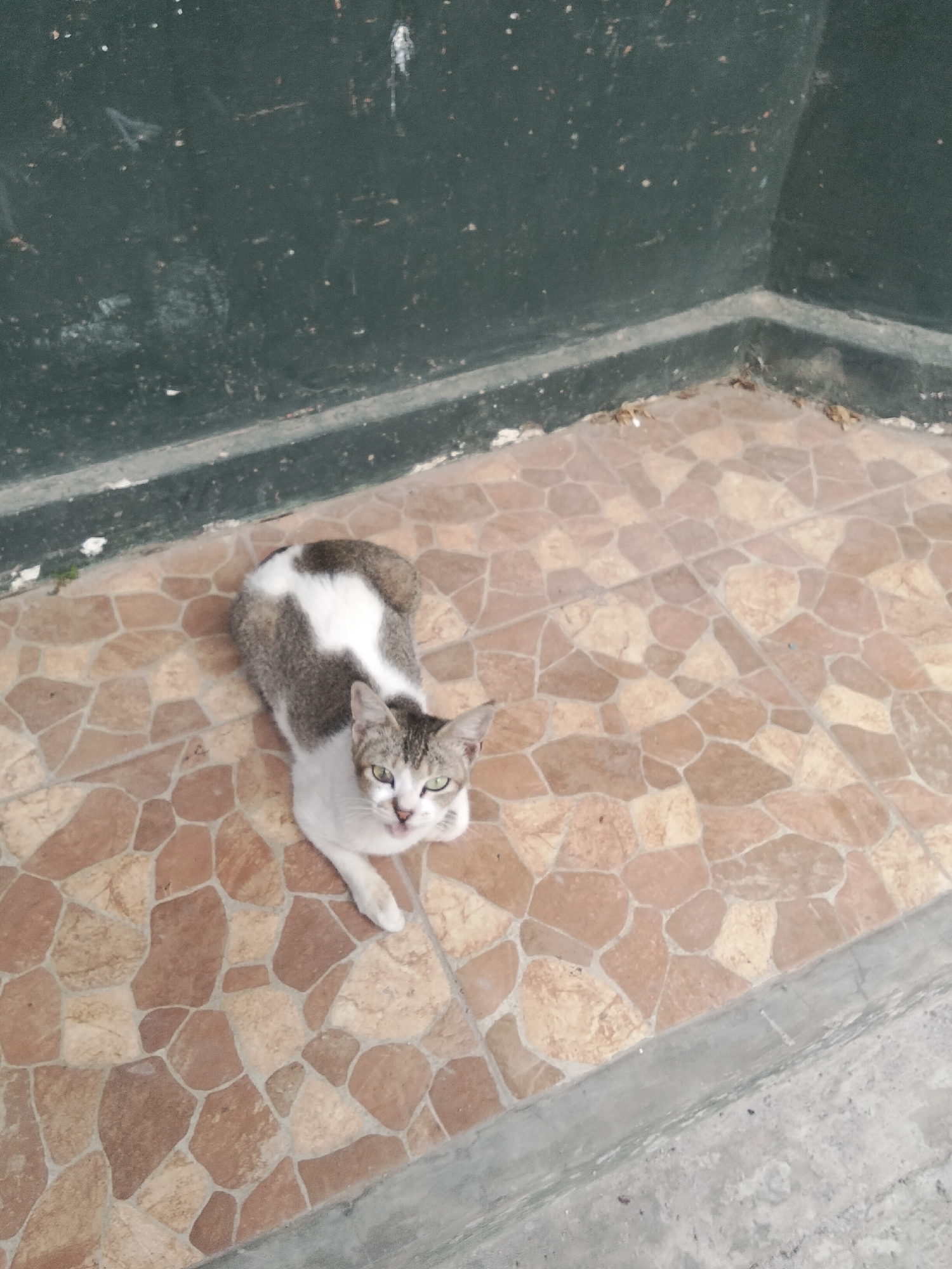 A medium shot captures a cat lying on a tiled floor. The cat is mostly white with gray markings on its back and head. It has green eyes and appears to be looking up at the camera. The floor is covered in irregularly shaped, brown and tan tiles. Behind the cat, a dark green wall forms a corner with the floor. The wall shows some signs of wear and tear, with small white specks and debris scattered on its surface. The environment suggests an outdoor or semi-outdoor space, possibly a patio or walkway. The image was taken in Cisaat, Indonesia.