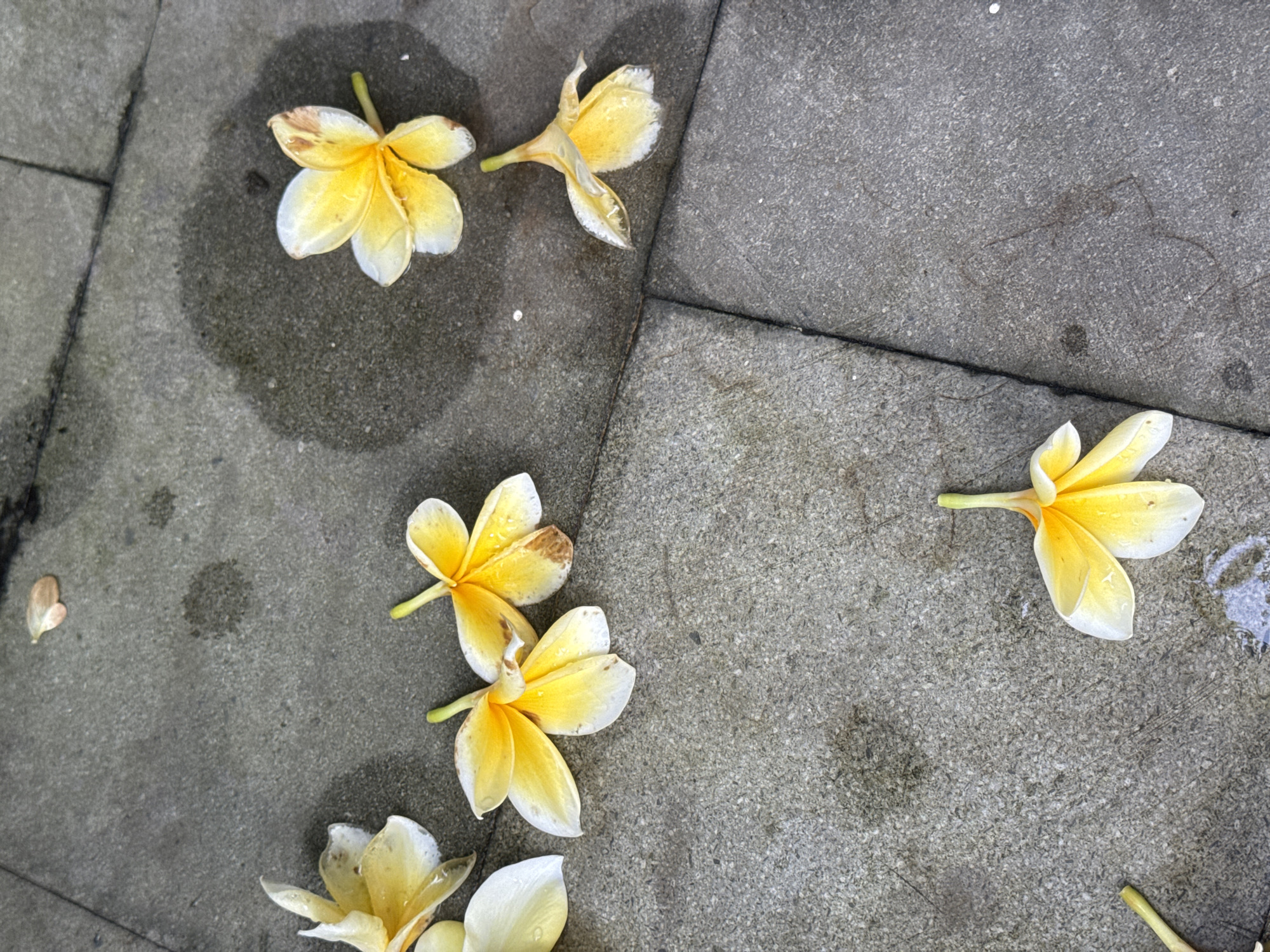 Scattered frangipani flowers lie on gray stone tiles, some near a damp patch, in Kuta Selatan, Indonesia.