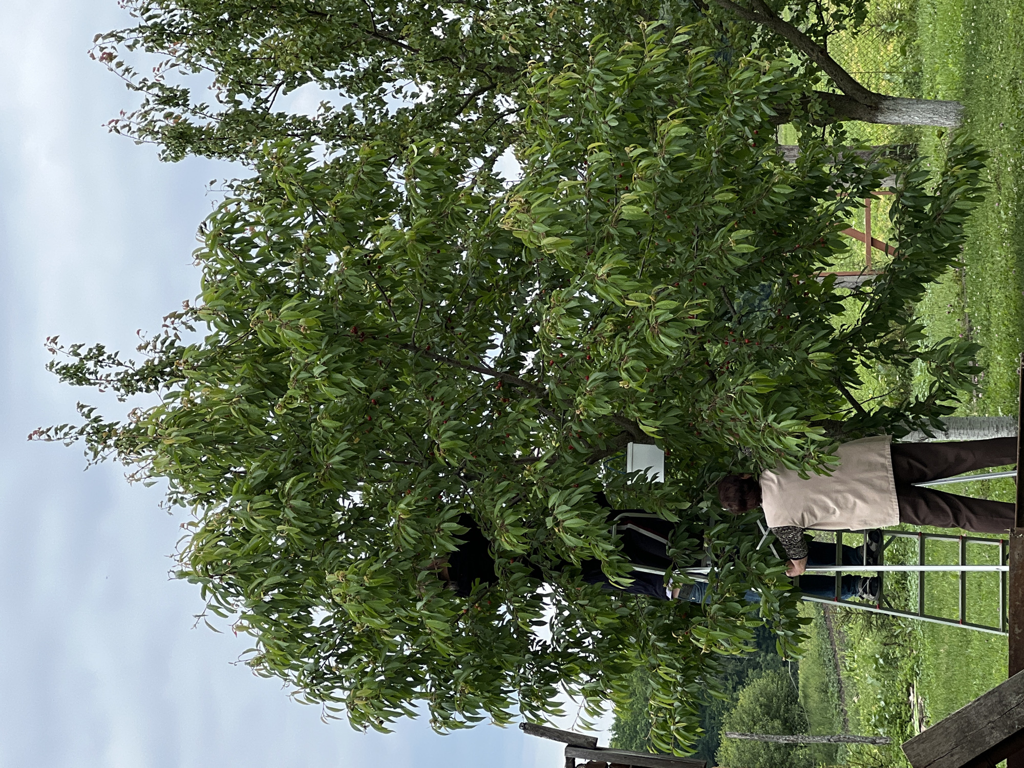 In Mshanets, Ukraine, a daytime scene depicts two individuals engaged in fruit harvesting from a large, leafy deciduous fruit tree. The tree, abundant with small reddish fruits among its green foliage, occupies the central and upper portions of the frame. One individual, dressed in dark clothing, is positioned on a silver aluminum stepladder, reaching into the upper branches of the tree; their form is partially obscured by the dense leaves. A white bucket or container is visible near this person. At the base of the ladder, an adult female, seen from behind, wears a beige vest over a dark patterned shirt and dark trousers. Her hands are placed on the ladder, facing the tree. The ground consists of green grass with small white flowers. In the background, a wire mesh fence is visible behind a smaller tree with a white-painted trunk base on the right. Distant green trees and vegetation suggest a rural landscape under an overcast sky. A weathered wooden post is partially visible on the far left.