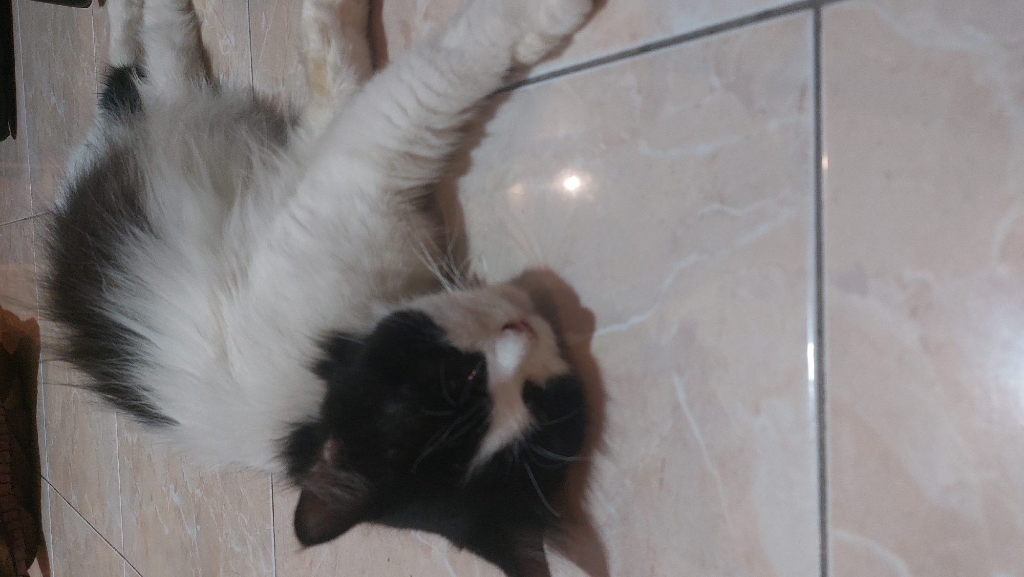 A medium shot captures a black and white cat lying on a tiled floor. The cat's head is turned towards the viewer, with its eyes closed and its mouth slightly open, suggesting it is asleep or resting. The fur on its head is black, transitioning to white on its chest and extending down its body. The cat's body is stretched out, with its front paws extended forward. The floor is made of light-colored square tiles with darker grout lines. The lighting in the image is soft, with a slight reflection visible on the tiles. The scene appears to be indoors, likely in a residential setting. The background is out of focus, but suggests a dimly lit area. No people are visible in the image. The location is not identifiable from the image itself.