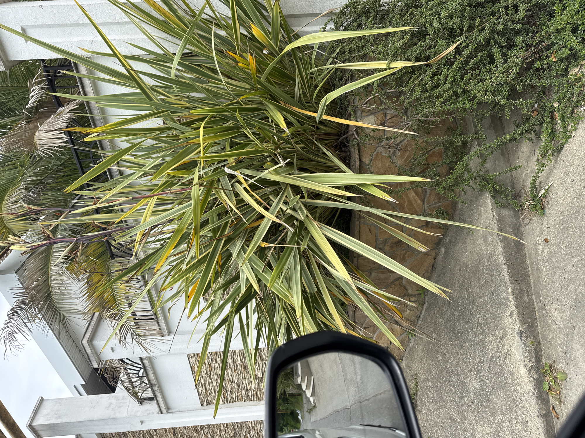 The image, taken from a car's side mirror, displays a bright, outdoor scene, likely during the day with overcast weather. The foreground is dominated by a side-view mirror of a vehicle, reflecting a portion of the scene. To the left of the mirror, a large, variegated plant with long, sword-like leaves, a mix of green and yellow, is prominently featured. Behind the plant, a white building with modern architectural details is visible, including balconies and decorative stone or textured walls. A smaller, green, vine-like plant covers a stone wall to the right of the larger plant. A concrete pathway or sidewalk runs along the right side of the image, meeting a slightly elevated curb. The scene suggests a residential or commercial area with landscaping. The orientation of the image is unusual, appearing to be rotated. There is no visible text.