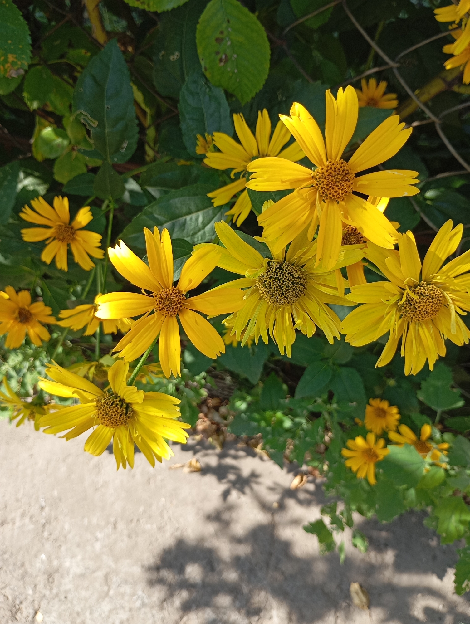 A close-up, eye-level shot captures a cluster of bright yellow daisy-like flowers with prominent brown centers, set against a backdrop of lush green leaves. The flowers are in various stages of bloom, with some fully open and others partially closed. Sunlight filters through the leaves, creating dappled shadows on a paved surface in the foreground, suggesting an outdoor setting. The image composition is predominantly filled with the flowers and foliage, with the paved area occupying the lower left portion. The overall impression is one of natural beauty and tranquility, likely taken in a garden or park in the city of Horishni Plavni, Ukraine.