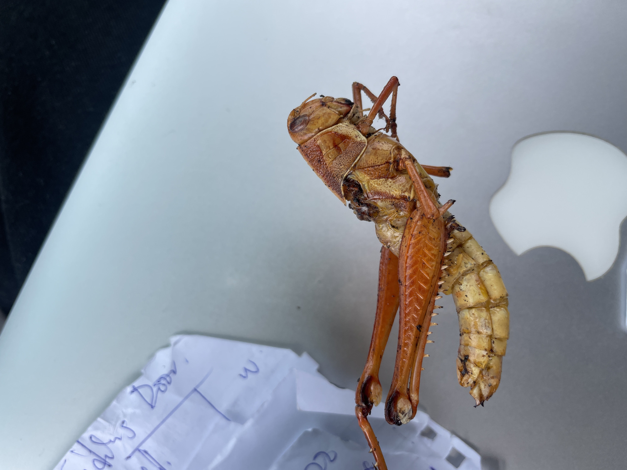 A deceased, light brown and orange grasshopper rests on a light gray surface, likely a laptop or similar electronic device. The grasshopper is upside down, with its legs angled downwards. The upper body of the grasshopper has a rough, segmented texture. The legs are orange, and the lower section of the grasshopper’s body is a faded yellowish-brown. A white piece of paper with blue handwriting is located beneath the grasshopper. A partial view of a white Apple logo is visible on the gray surface. A dark object is visible in the background on the left side of the frame. The location is unknown, and there is no information suggesting it is in Nabatum, Nigeria.