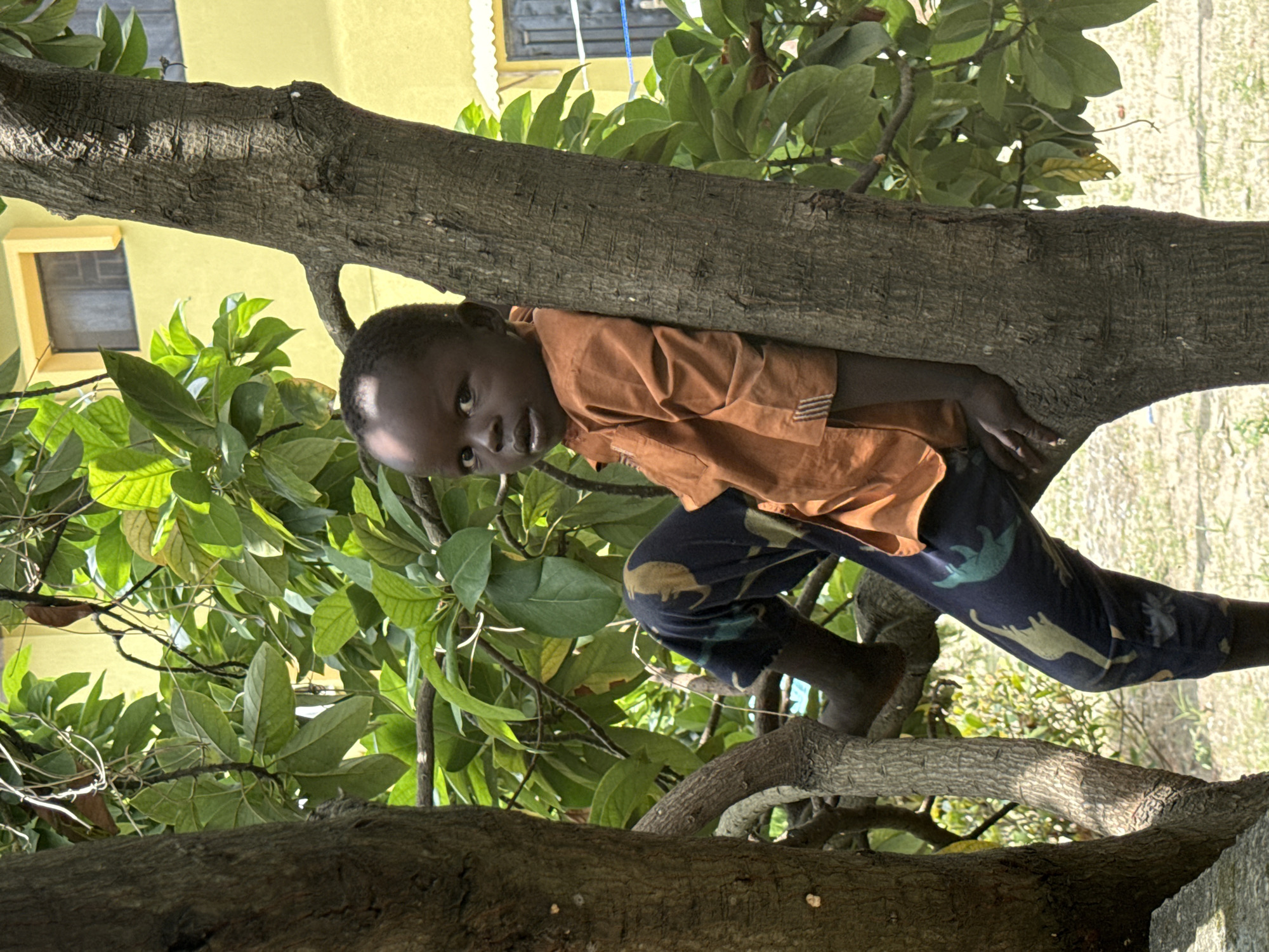 A child with dark skin is perched in a tree in Ado, Nigeria. The child is wearing an orange short-sleeved shirt and dark blue pants with a dinosaur pattern. The child is clinging to a thick tree branch with green leaves. Behind the tree, there is a light yellow building with a window. Other branches are below. Grass is visible in the background. The scene is brightly lit by natural light.