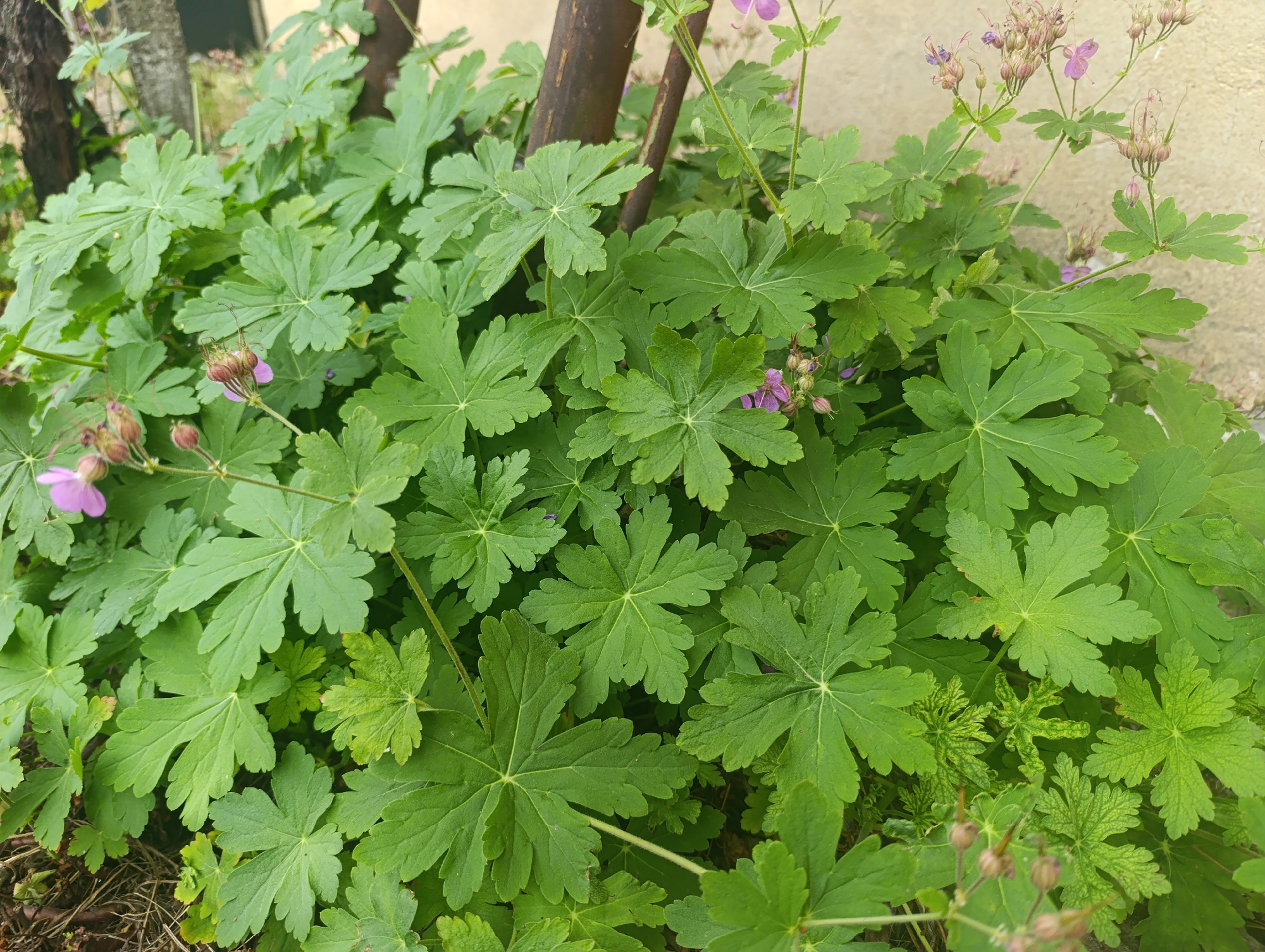 This image captures a dense proliferation of Geranium (Cranesbill) plants, characterized by their robust, vibrant green foliage. The leaves are predominantly palmate or deeply lobed, exhibiting pronounced venation and a slightly ruffled texture. Numerous small, five-petaled flowers, ranging in color from pale lavender to purplish-pink, are scattered throughout the greenery, some fully open and others in bud form. Prominently visible are multiple developing seed pods, elongated and reddish-brown, indicative of the "cranesbill" characteristic. Variations in leaf coloration, including areas of lighter green or yellowish variegation, are observable, particularly among the smaller leaves in the lower central and right sections.
In the upper left portion of the frame, a dark brown, vertically oriented object with a coarse texture, consistent with a tree trunk or wooden post, is partially visible. Another slender, lighter brown vertical element is present behind the foliage further to the right. The background on the right side and upper right consists of an unadorned, light beige or tan wall or building surface. The ground immediately beneath the dense plant growth, visible in the lower left quadrant, features dark soil mixed with dried organic debris like twigs and fallen leaves. The scene is illuminated by diffused natural light, suggesting an outdoor environment. No human figures or specific human activities are depicted. The location is Nikolichevtsi, Bulgaria.