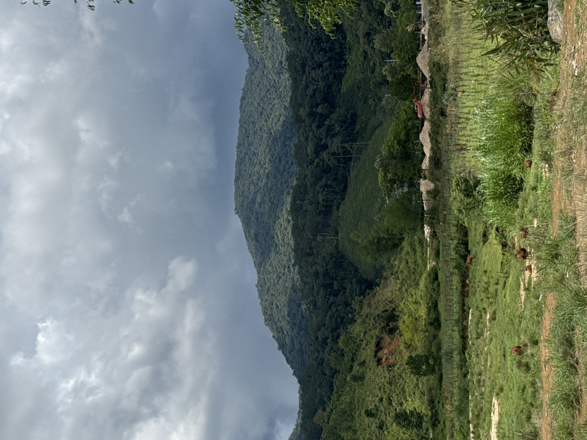 This image depicts a rural landscape in Klong Klanh, Vietnam, under a cloudy sky. The foreground features a grassy field with several brown cows grazing and resting. A fence line is visible, separating the field from a gently sloping hillside covered in lush green vegetation and some exposed reddish-brown soil. In the midground, more dense green foliage and trees dominate, with some evidence of construction activity including piles of sand and a red excavator. The background is characterized by rolling, densely forested mountains, with the highest peak shrouded in dark, dramatic clouds. The overall impression is one of a tranquil, natural setting with a hint of human activity.