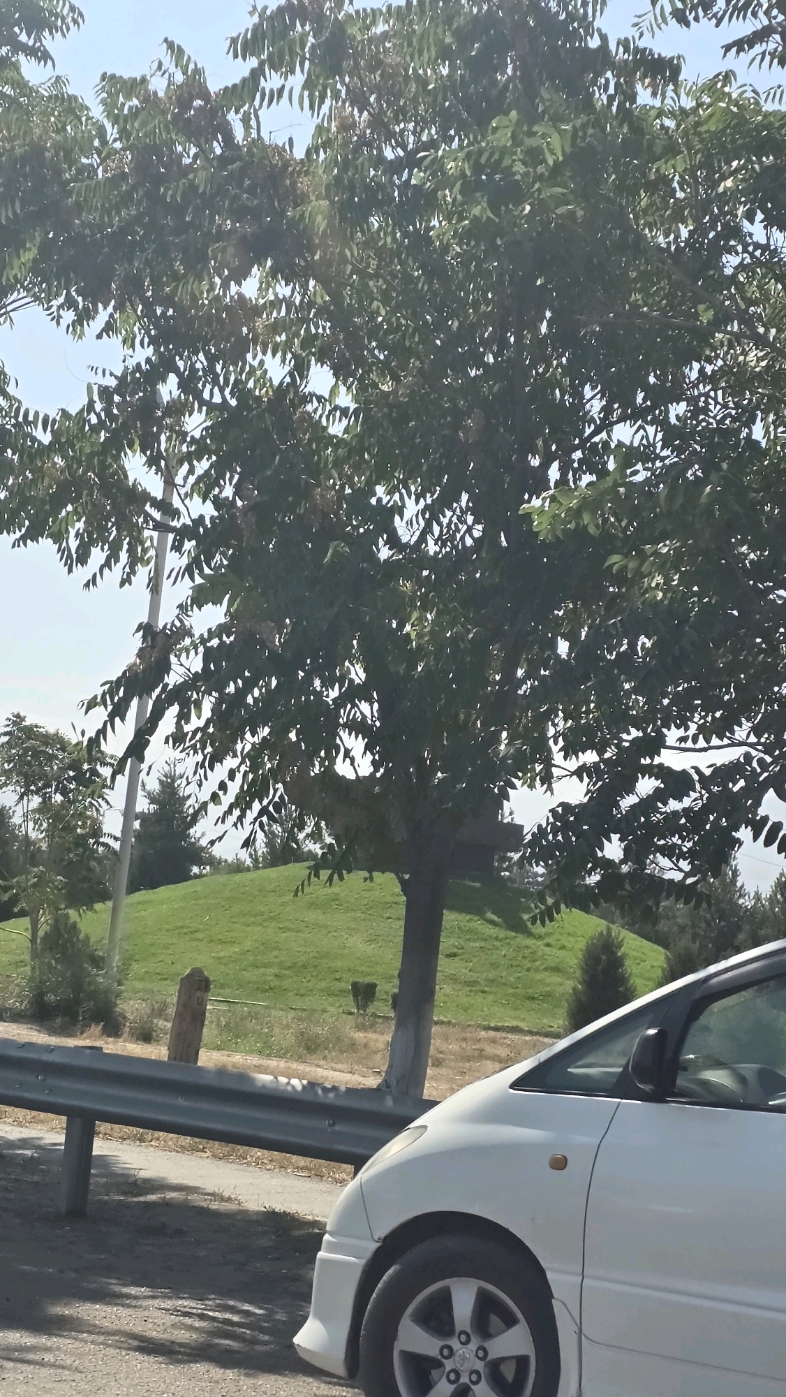 A white minivan is parked on the side of a road, its front right fender and wheel visible. A metal guardrail runs along the edge of the road. Behind the guardrail, a grassy hill slopes upwards, with a large tree in the foreground casting a shadow on the road. The tree has dense green foliage. In the middle ground, a wooden post stands near the guardrail, and further up the hill, there are smaller trees and a dark structure. The sky is visible through the branches of the tree. The scene appears to be an outdoor setting, possibly a park or roadside area within Tokmok City, Kyrgyzstan, given the context.
