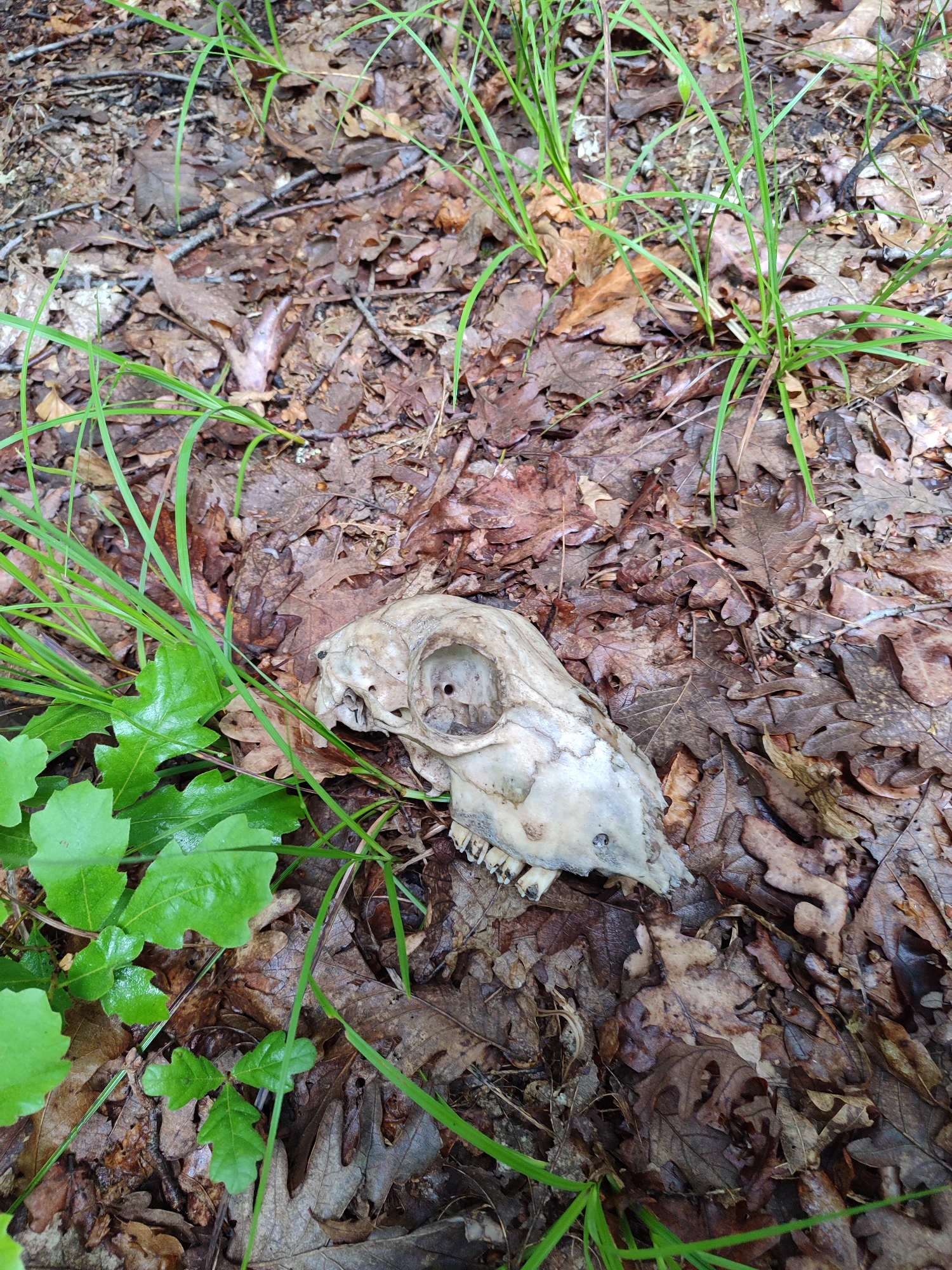 The scene depicts a deer skull lying on a bed of decaying brown oak leaves. Patches of green grass and small oak saplings surround the skull. The location is an outdoor environment, presumably a wooded area. No people are visible. There are no other objects of note present in the scene. The photograph was presumably taken at eye level. There is no indication of Izvor, Bulgaria in the image.
