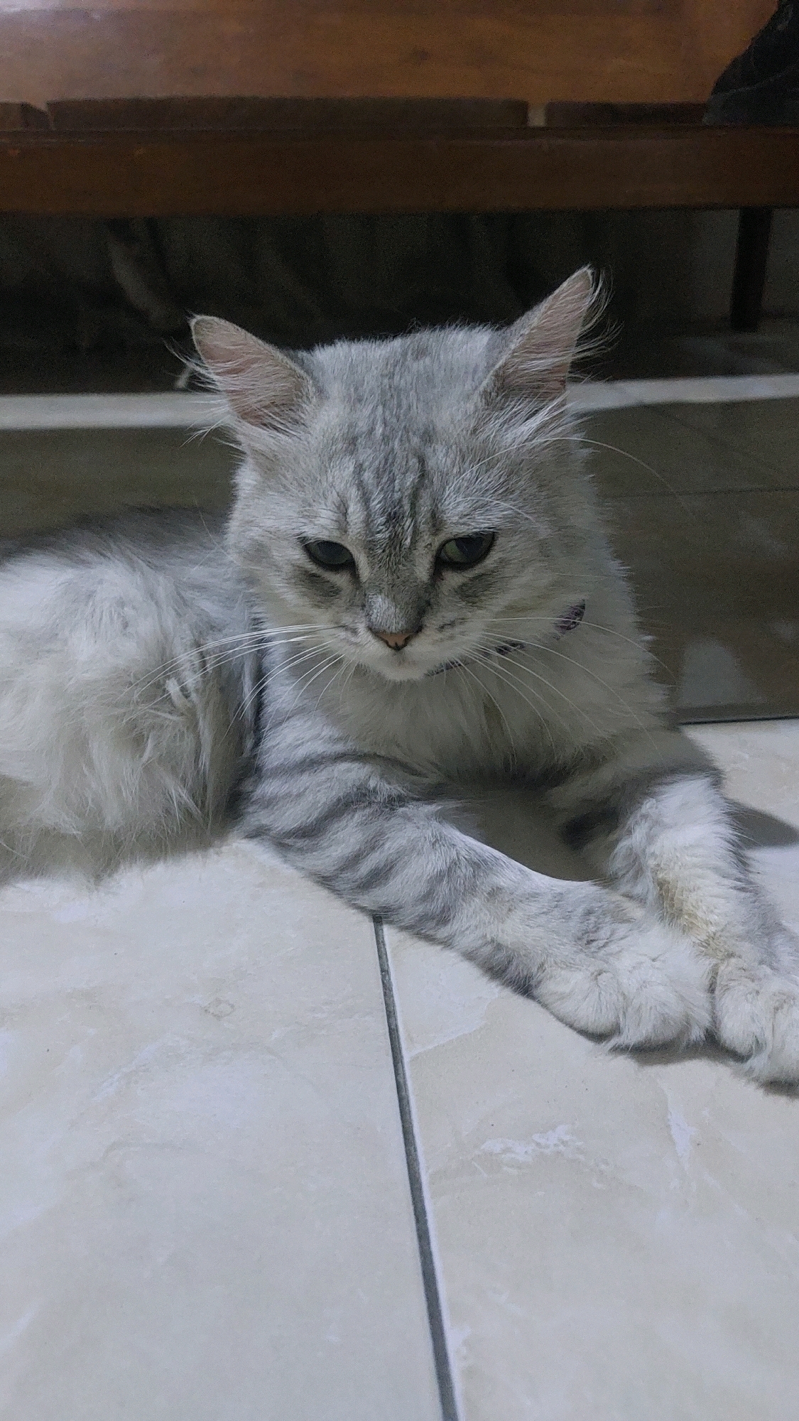 A medium shot, eye-level, horizontal photograph features a fluffy grey and white long-haired cat lying down on a tiled floor. The cat's fur is a mix of light grey and white, with darker grey tabby stripes on its legs and tail. Its eyes are dark and partially closed, giving it a sleepy or perhaps disdainful expression. The cat is looking directly at the camera. Its paws are extended forward and are resting on the floor. A thin, dark purple collar is visible around the cat's neck. The background consists of a wooden surface above the cat and a blurred, darker area behind it. The floor is tiled with large, light-colored square tiles with dark grout lines. The image is well-lit, with a shadow of the cat cast on the floor to its right. The overall impression is one of a domestic setting, likely indoors. The location of Jatirogo, Indonesia is not discernible from the visual elements of the photograph itself.