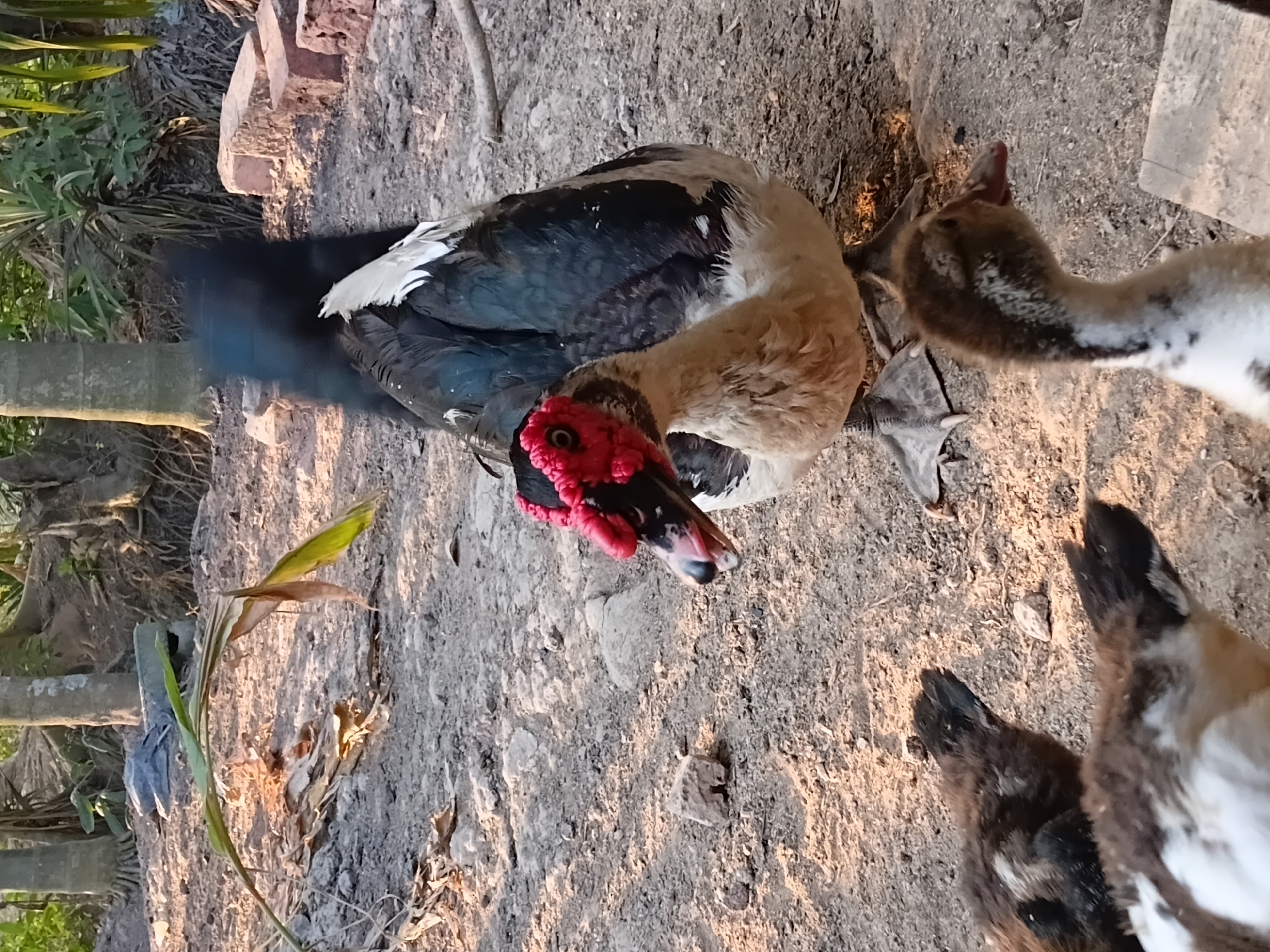 The image depicts a group of ducks in an outdoor, rural setting. The primary subject is a large Muscovy duck with distinctive red facial caruncles, black and white plumage, and dark blue iridescence on its wings. It stands in the center, facing left with its beak slightly open. In the foreground, two younger ducks, likely ducklings, are visible. One is a mottled brown and white, facing right, while another is predominantly dark brown with some white markings, also facing right. The ground is a mixture of dirt, gravel, and dry leaves, with scattered stones. In the background, the scene is characterized by sparse vegetation, including palm trees and shrubs, and a few weathered bricks. The lighting suggests it is daytime, possibly late afternoon due to the warm tones. The environment appears to be a backyard or farmyard, consistent with a rural area such as Margo Rukun, Indonesia. There are no humans or discernible human activity in the image.